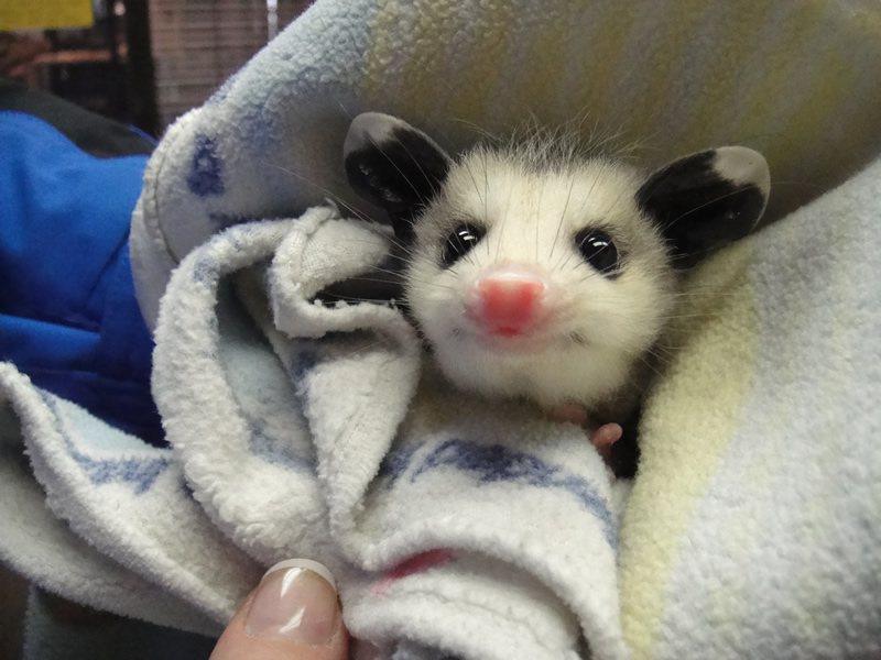 Correcting the injustice of the lack of baby possums on this subreddit