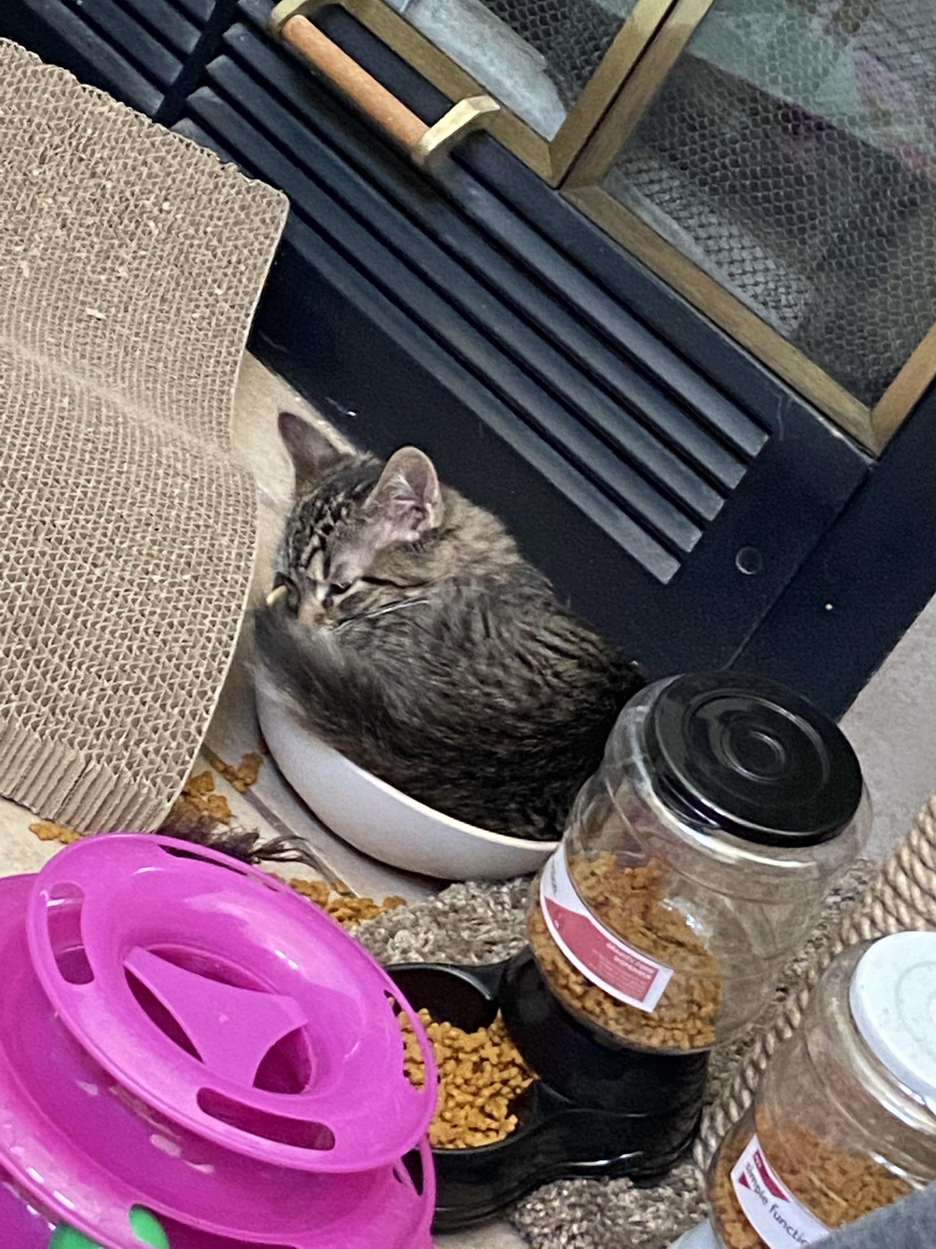 My kitten has a nice bed, still chooses to sleep in her water bowl. r