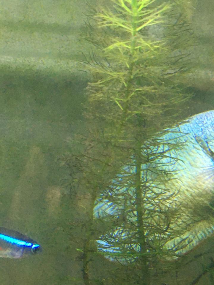 Why are the branches of my thinner leafed plants turning black and