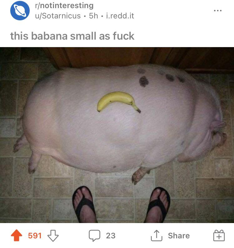 Big pig 🗿 r/PinkFloydCircleJerk