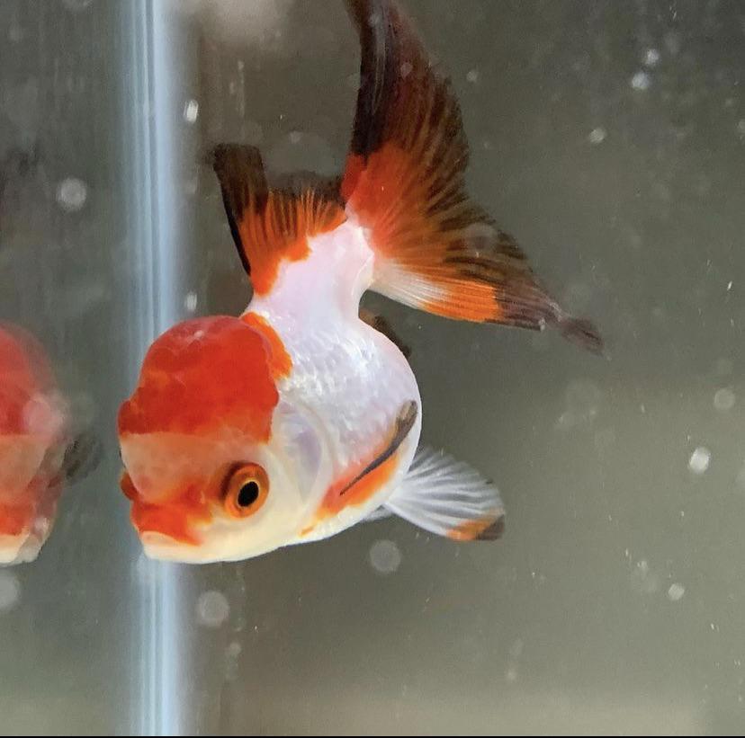 he is kept in a 30 gallon by himself, i put him in yesterday, he is