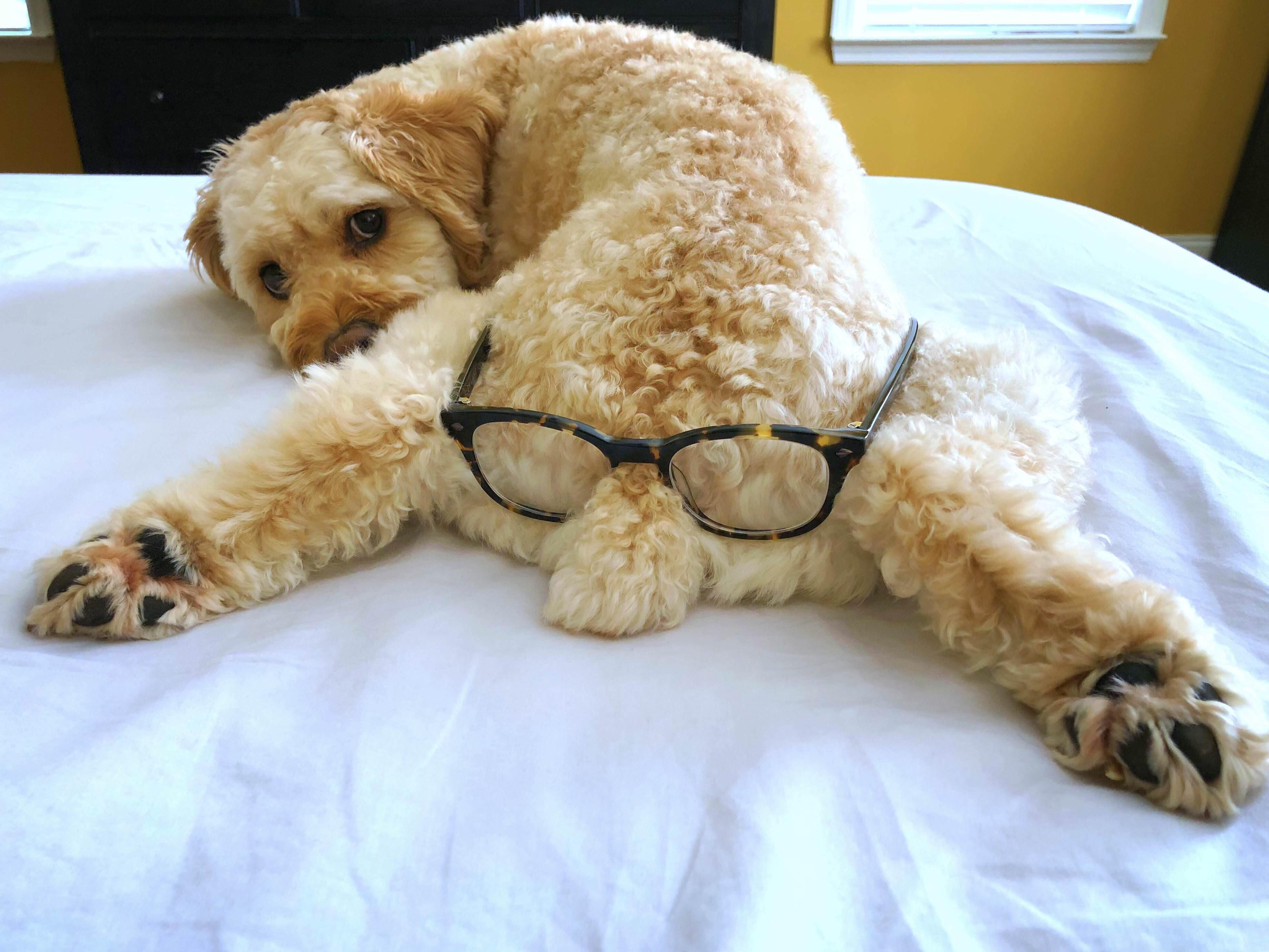 PsBattle This dog wearing glasses on it’s butt.