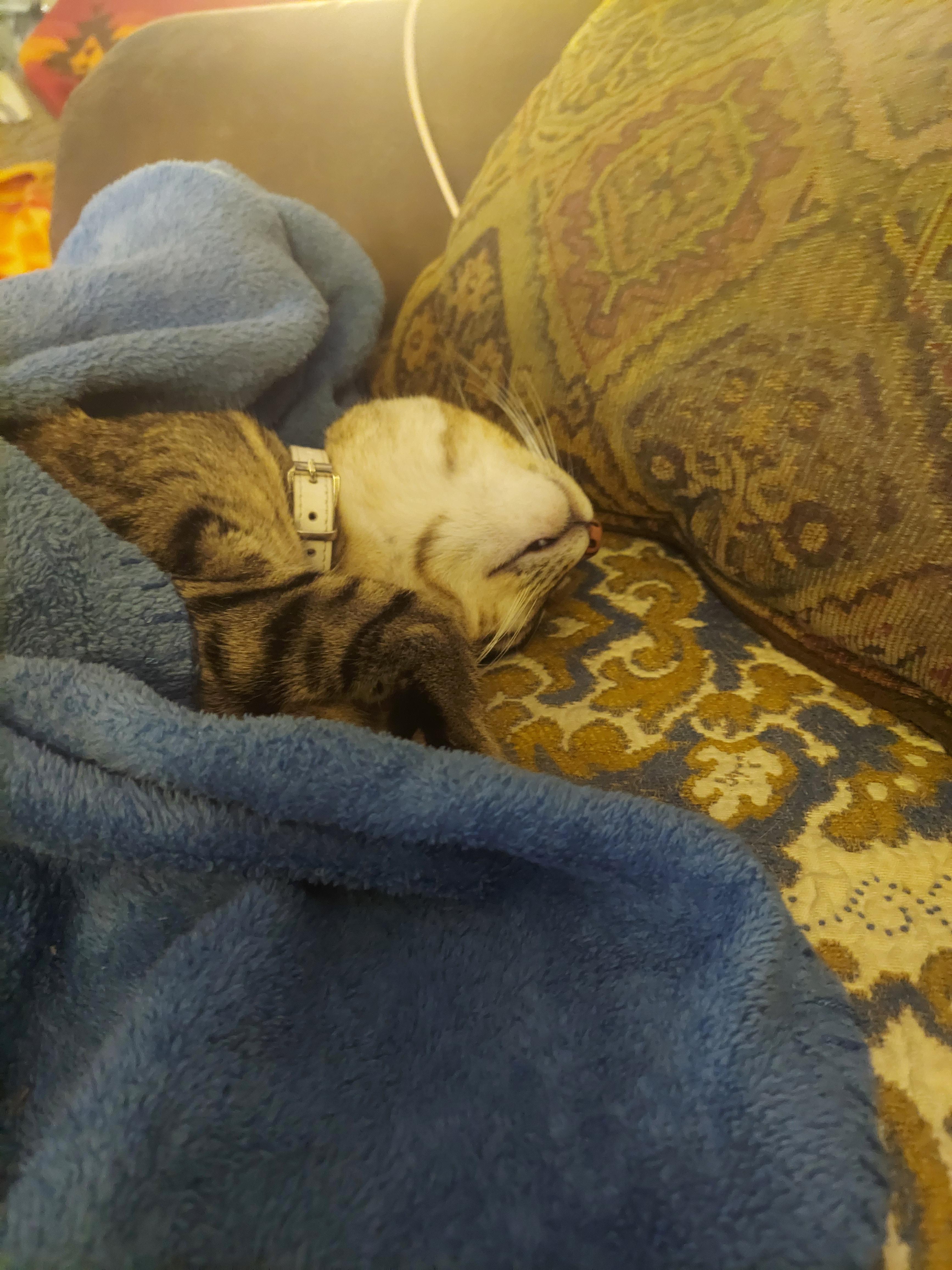 His first tuck in 😊 he usually won't stay under the blankets r