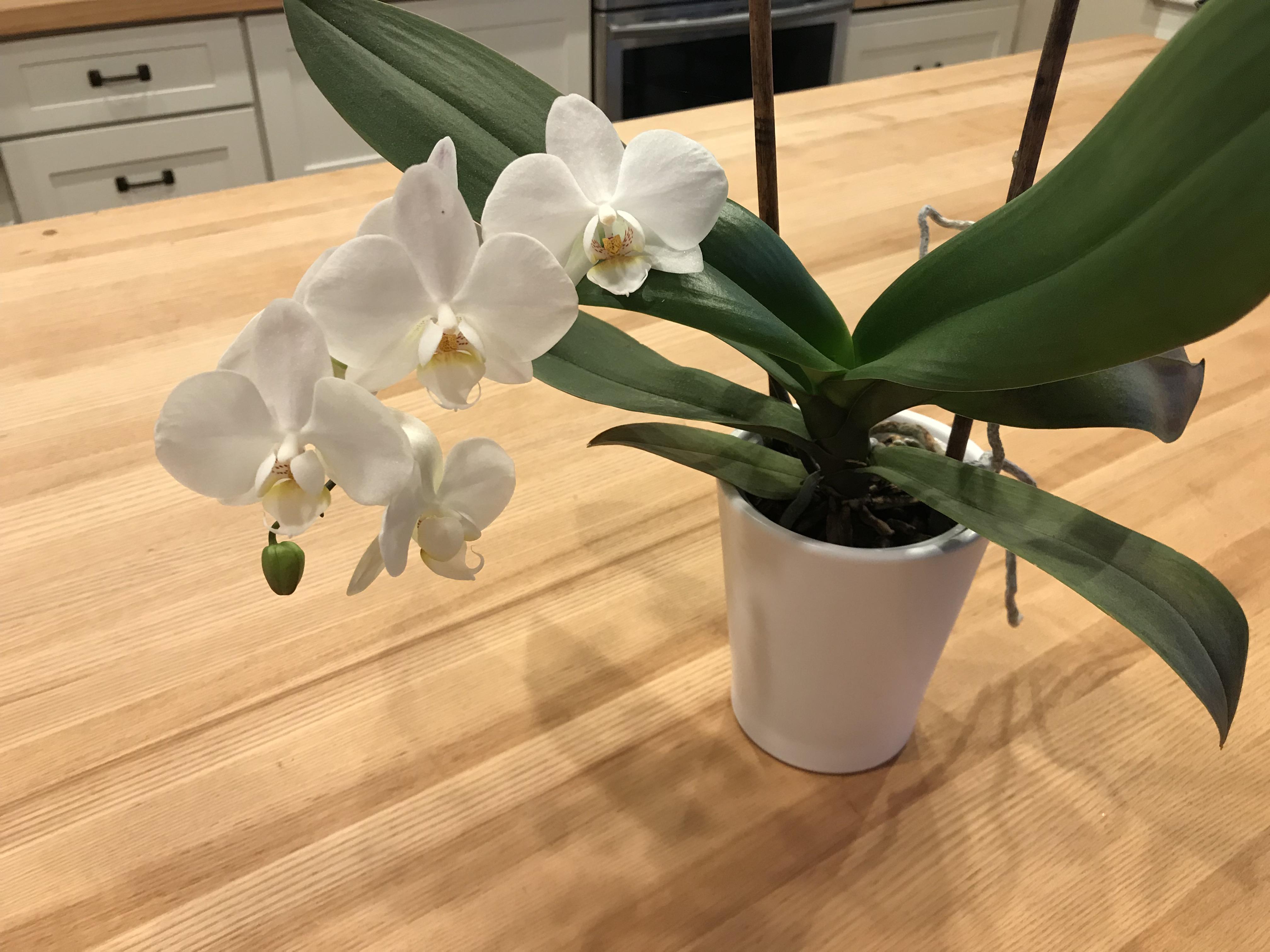 My first rebloom! r/orchids