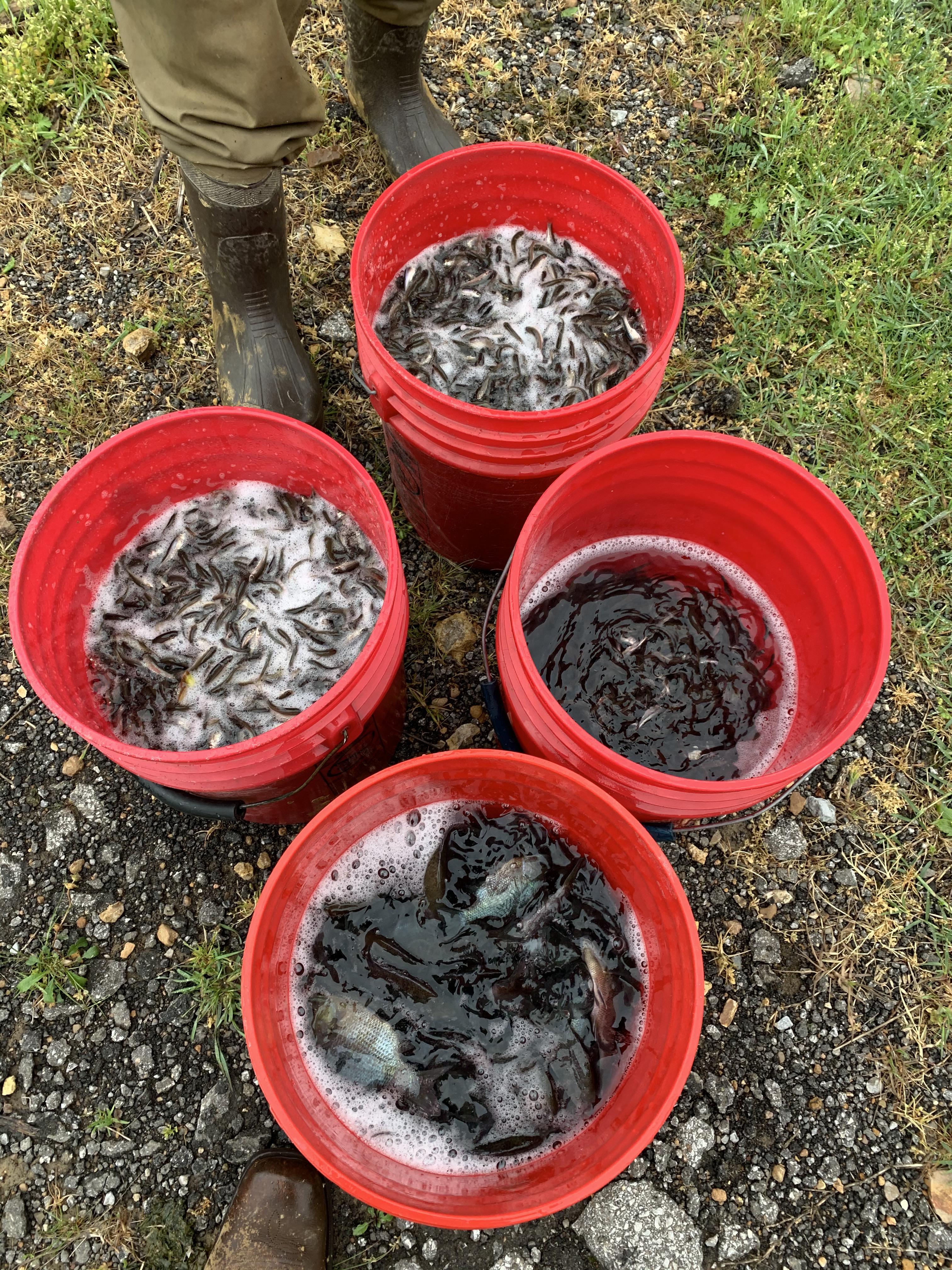 Three buckets of fat head minnows and one bucket of 46 in bluegill