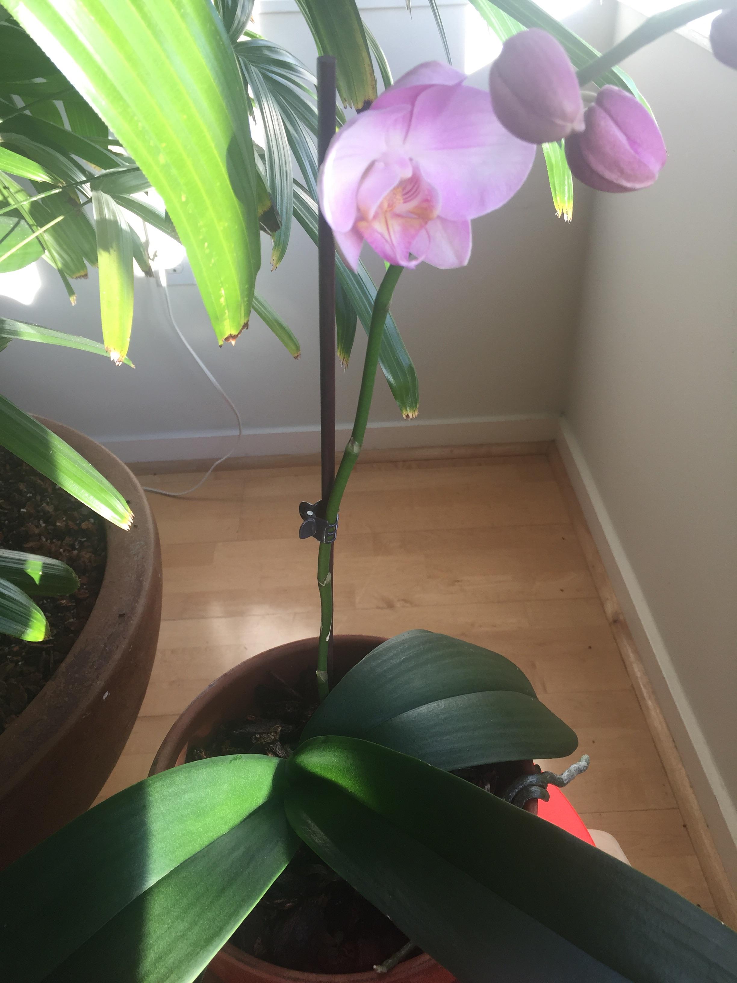 Some months ago I got my SO an orchid from a grocery store. We cared