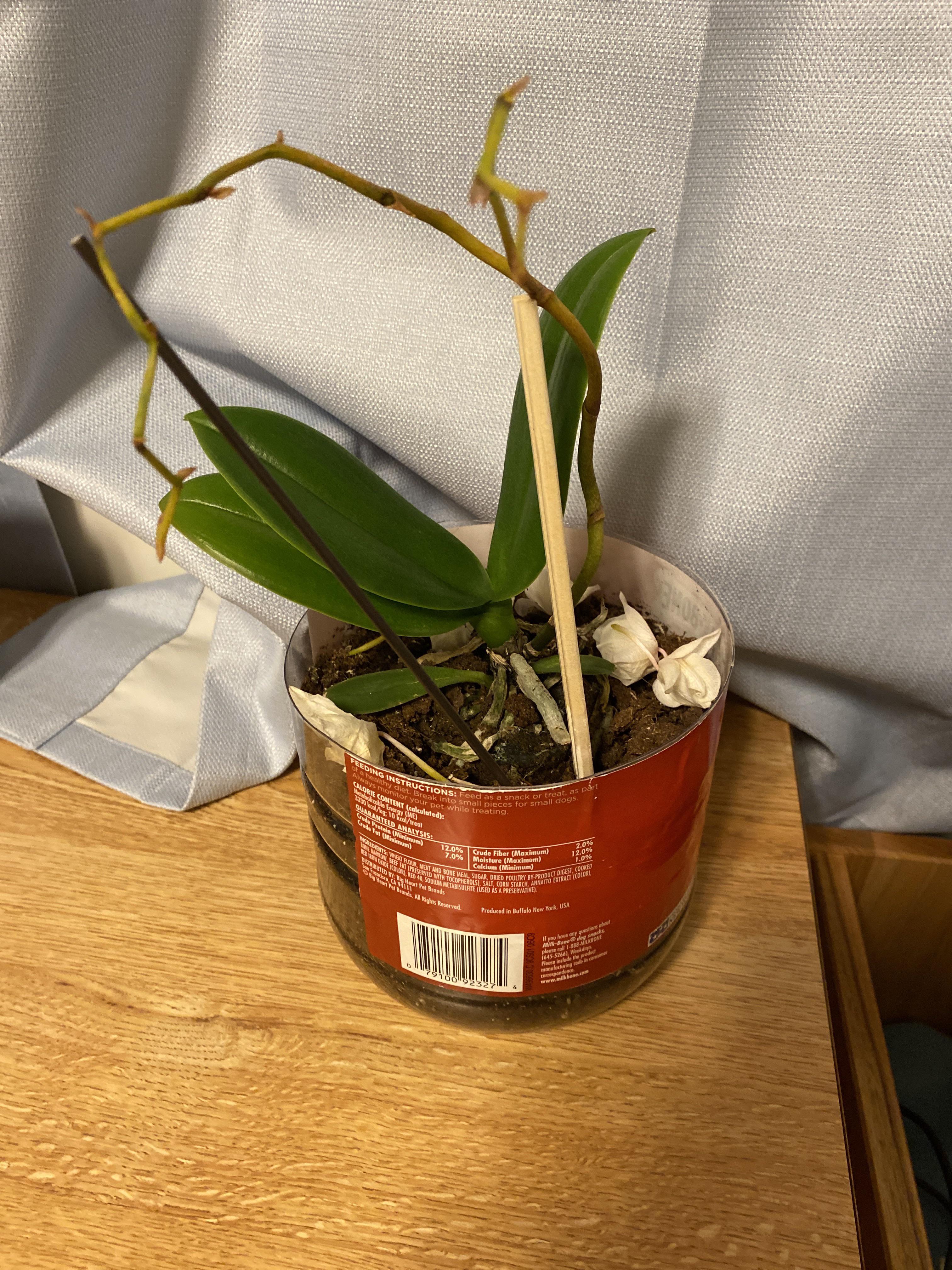 Is there hope for my orchid? It was from Valentine’s Day and I