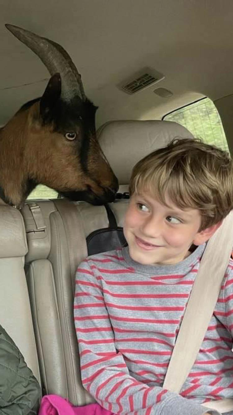 Boy and His Goat r/MadeMeSmile
