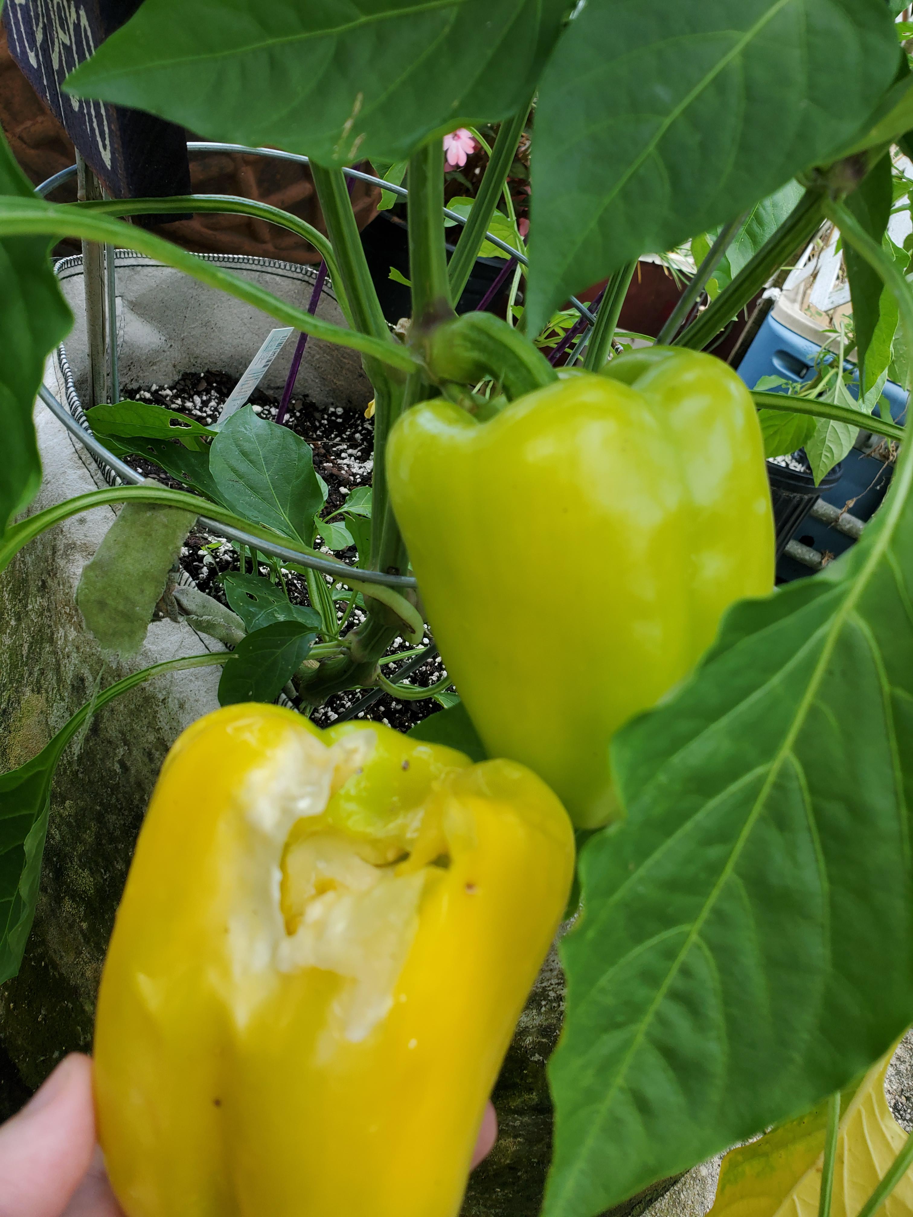 Bell pepper problems r/nolagardening