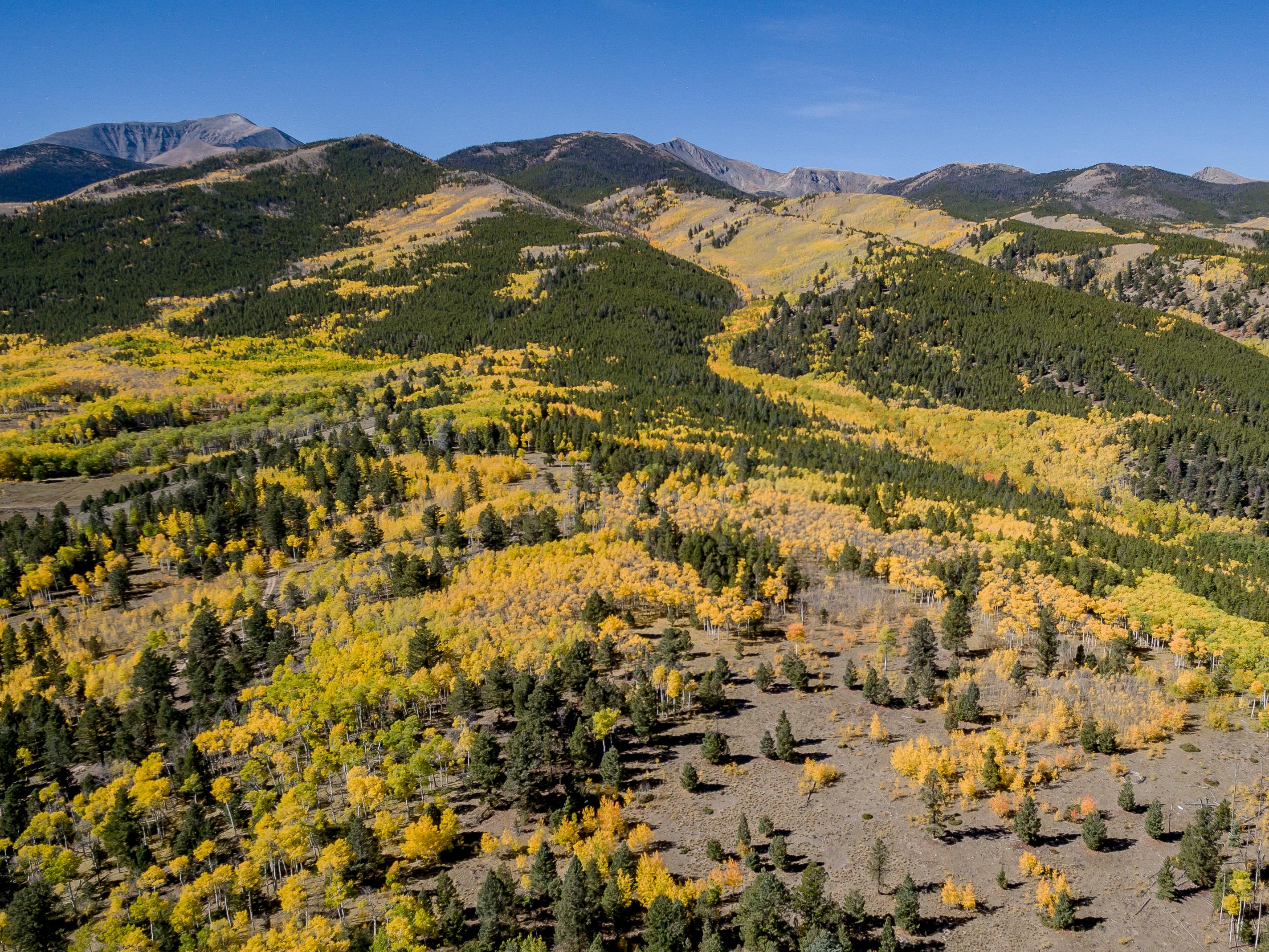 Drone view of aspen changing in San Isabel National Forest, near Poncha