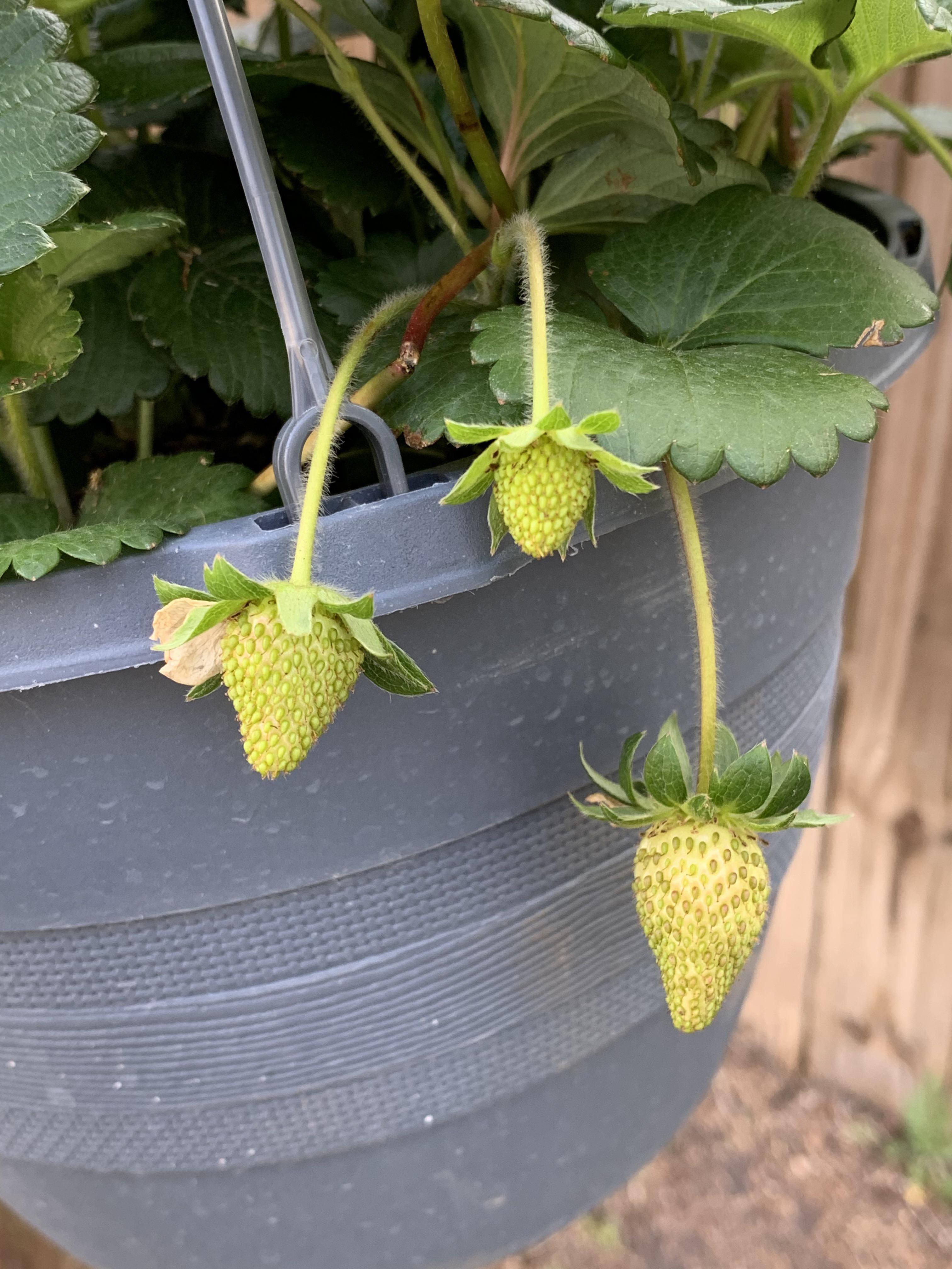 how do i keep birds and squirrels from eating my strawberries? will