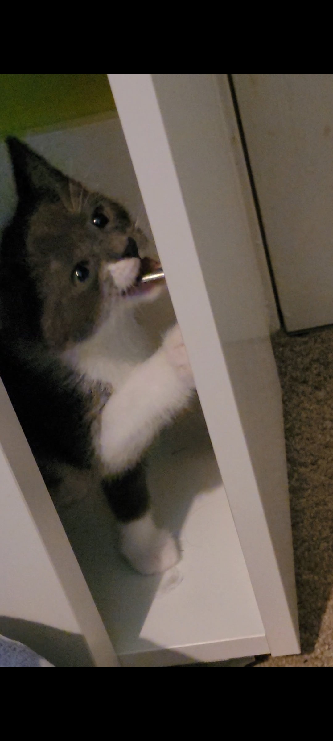 I love my kitty but how in tf do I discipline him properly? He can get