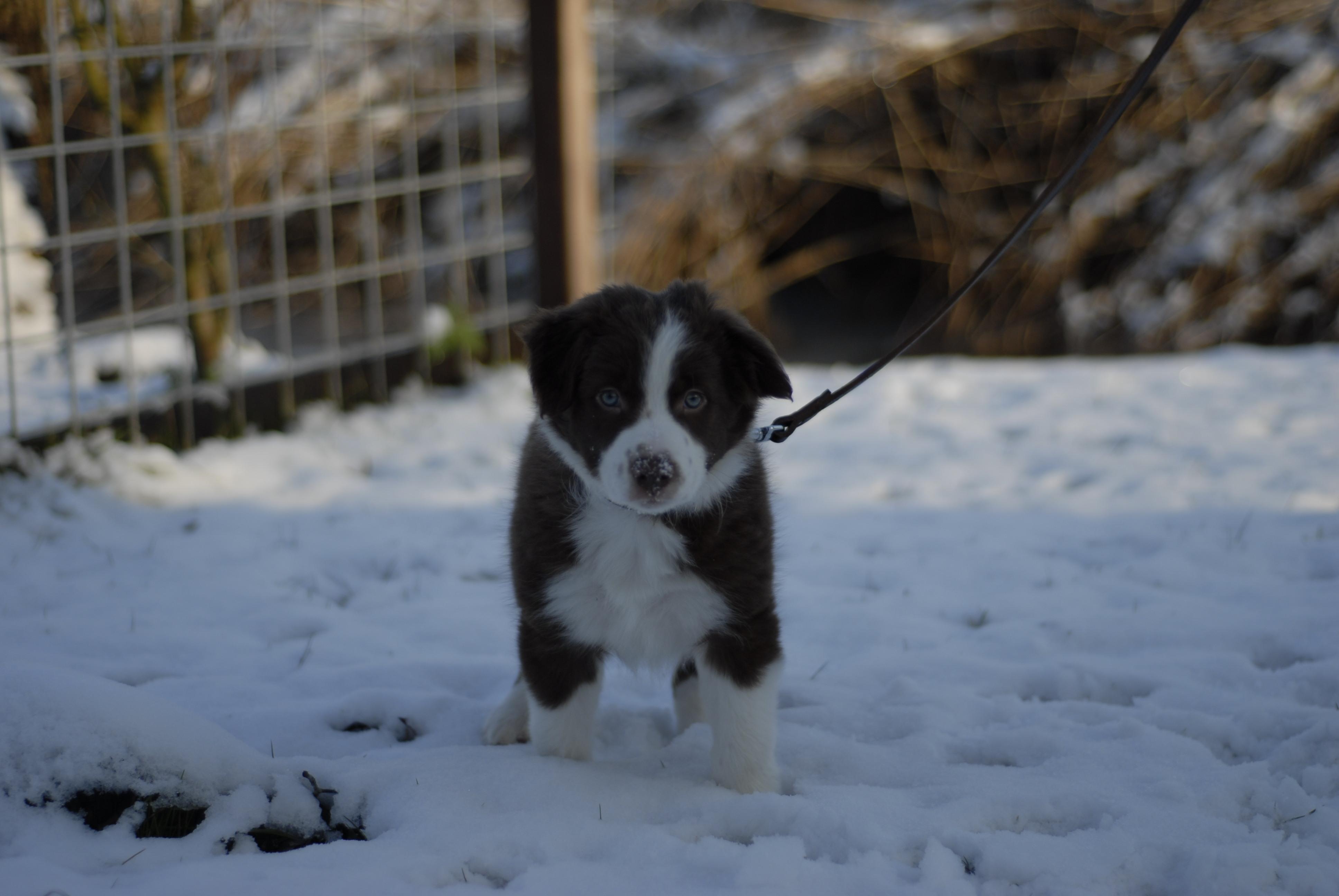Border Collie walking in the snow for the first time. r/aww
