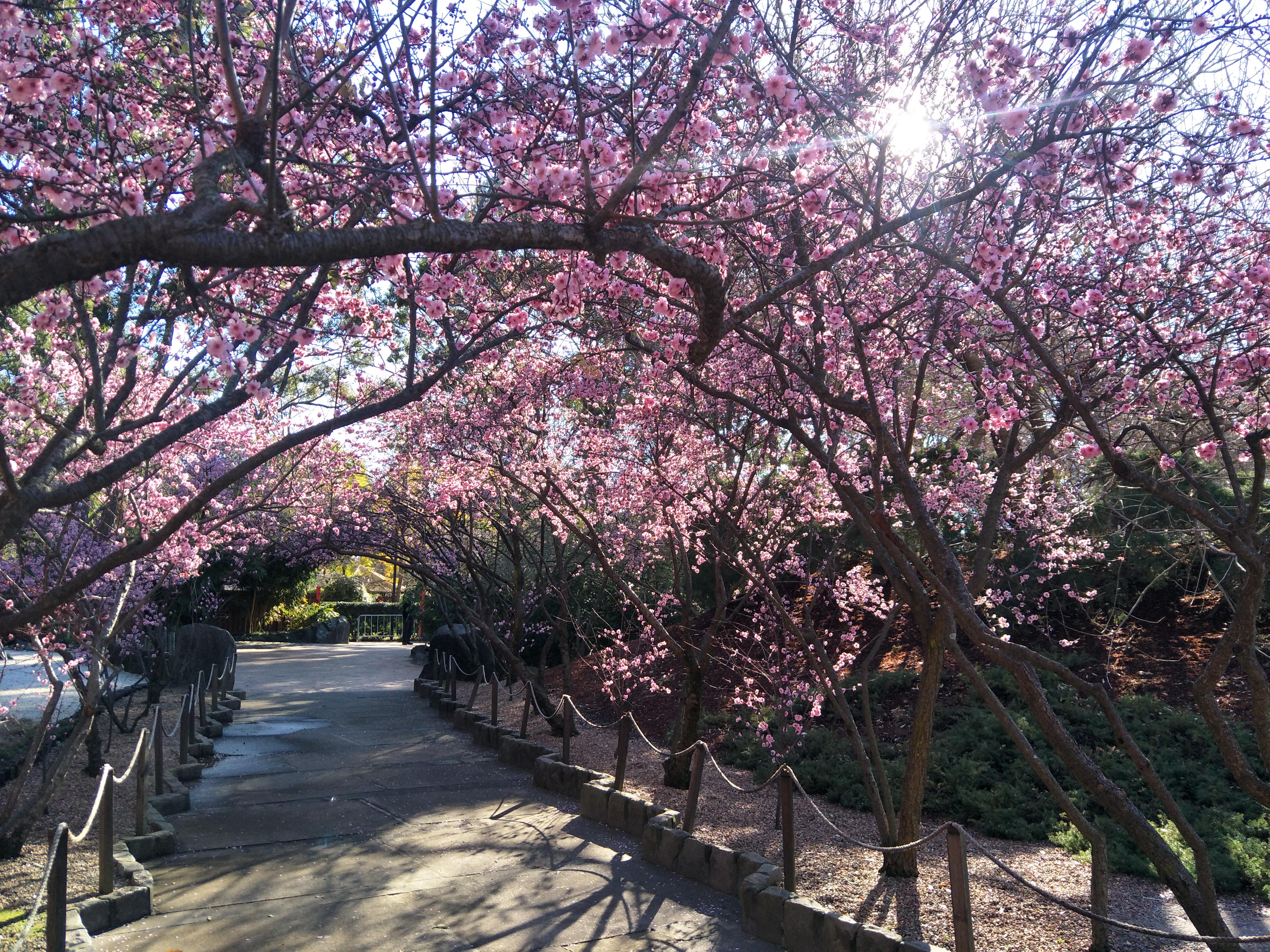 The Blossoms at the Auburn Botanical Gardens have come through! r/sydney