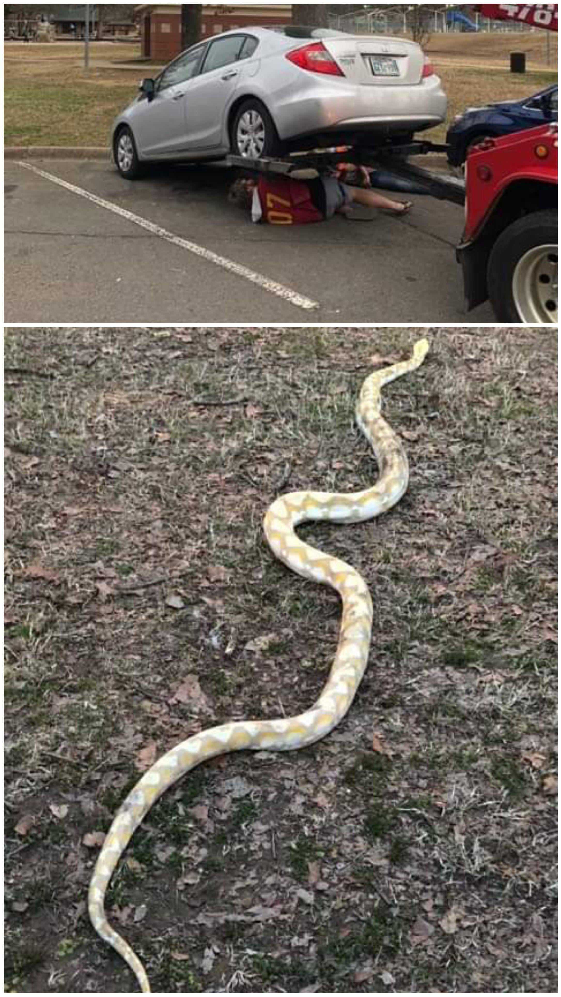 11 foot snakes are hard to retrieve from under cars r/Wellthatsucks
