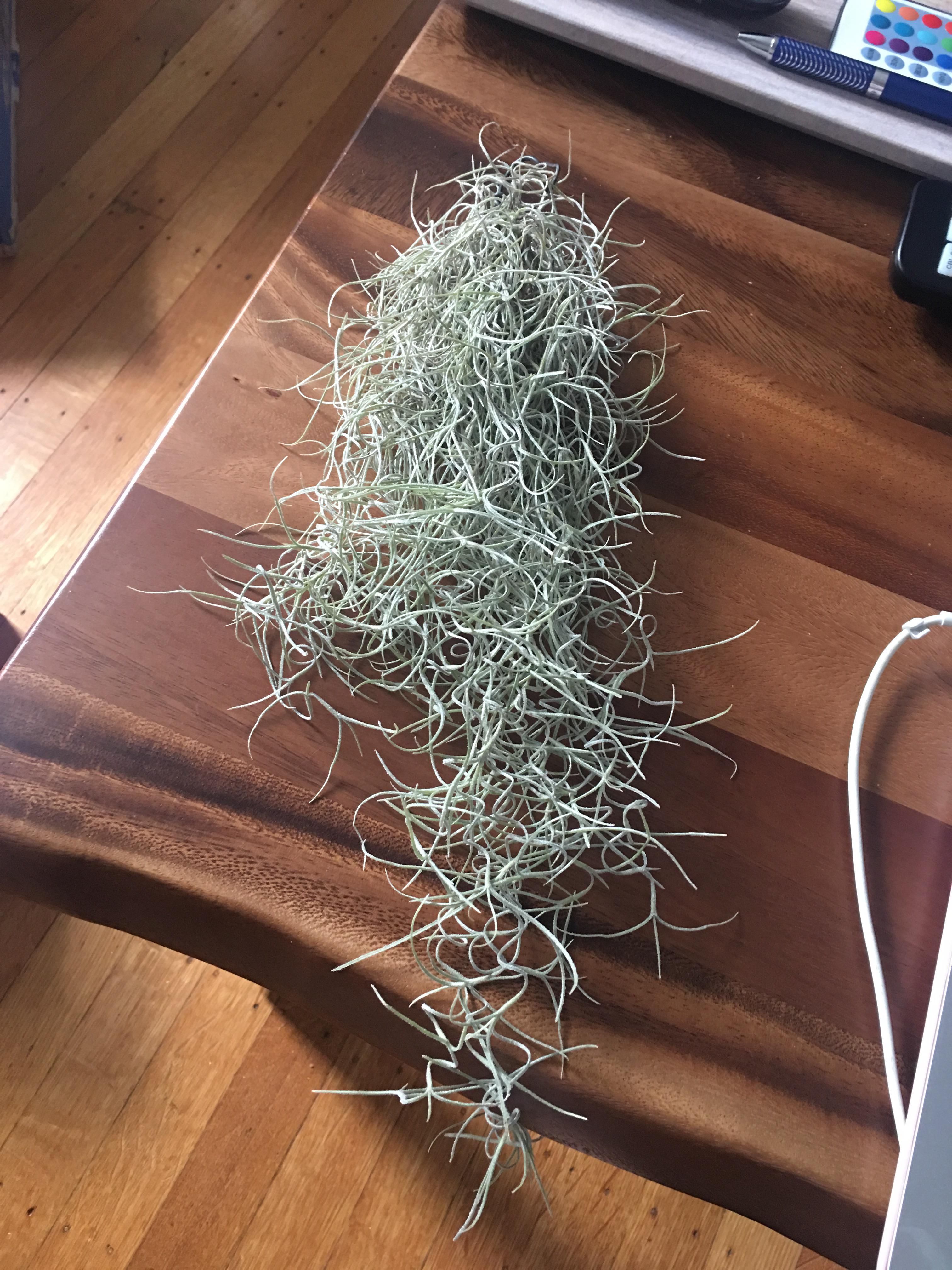 Just purchased my first Spanish moss yesterday! Any tips on care
