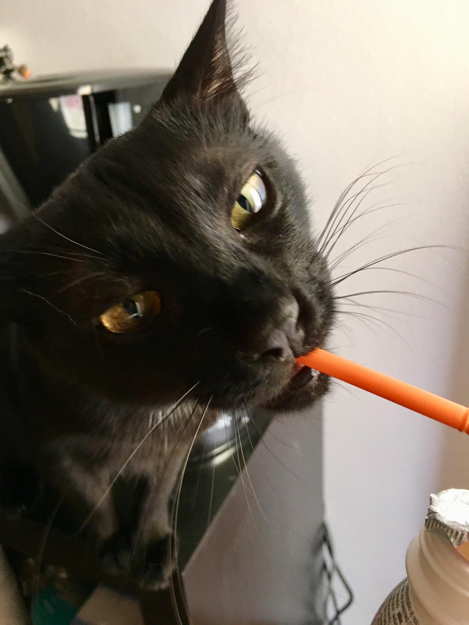 Panthiras is trying to drink my milk with the drinking straw cats