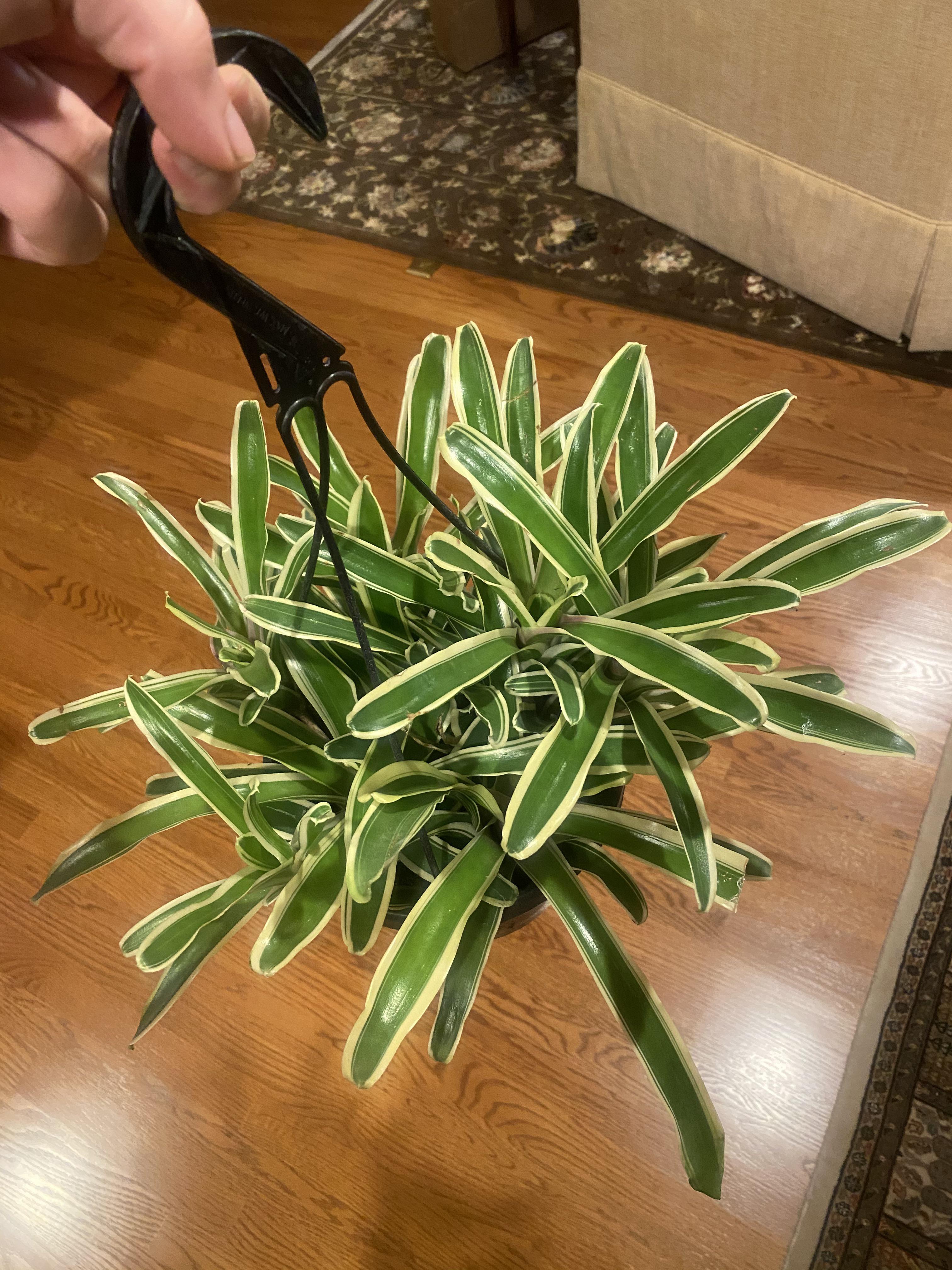 Neoregelia Hanging Basket for 12.99 at Kroger in Salem, VA r/plantwatch