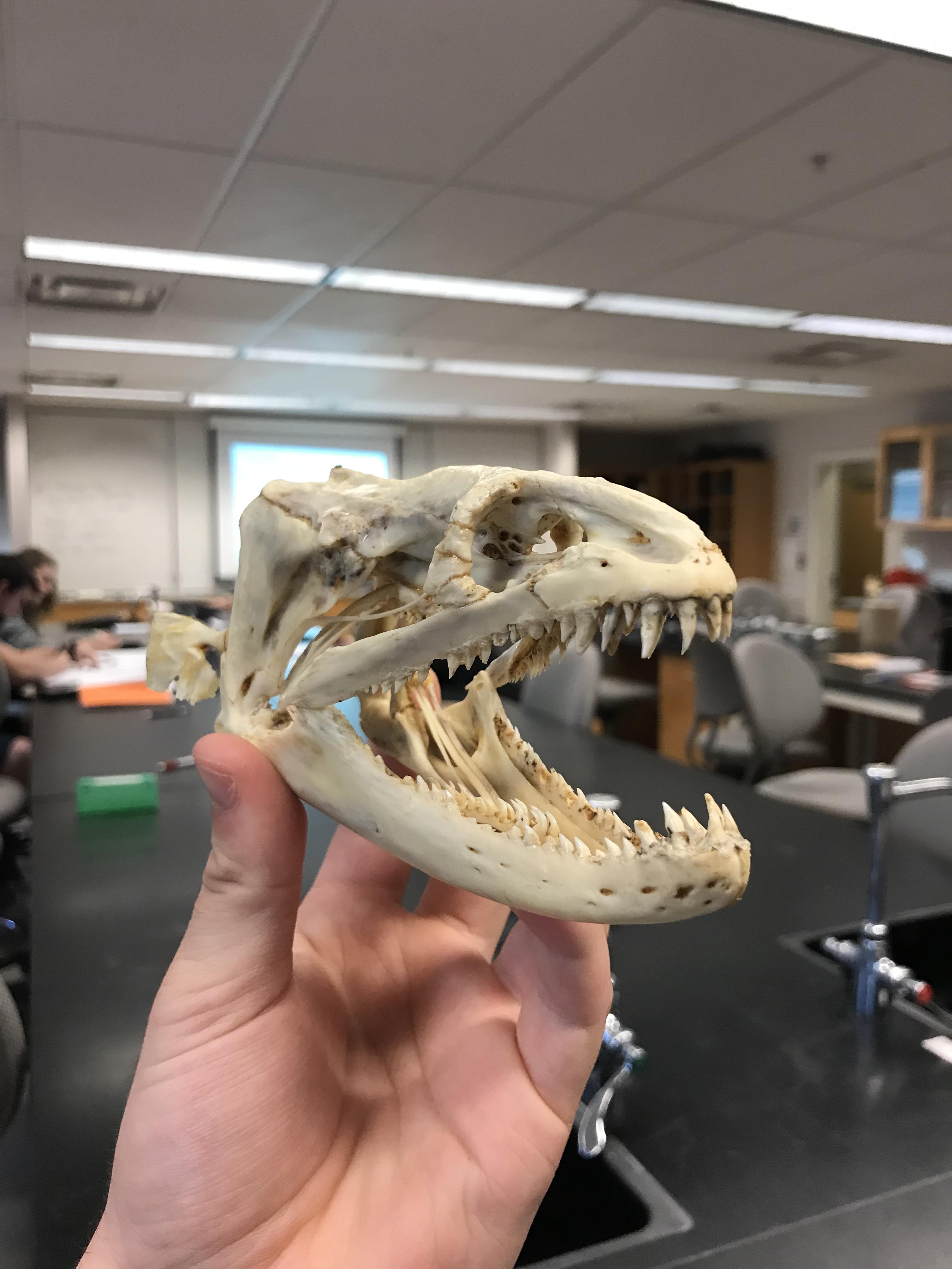 Moray Eel Skeleton / Radiograph of a moray eel instead of just