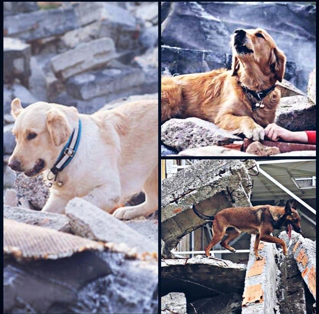 Turkish rescue dogs saved hundreds of life after 7.0 Earthquake at