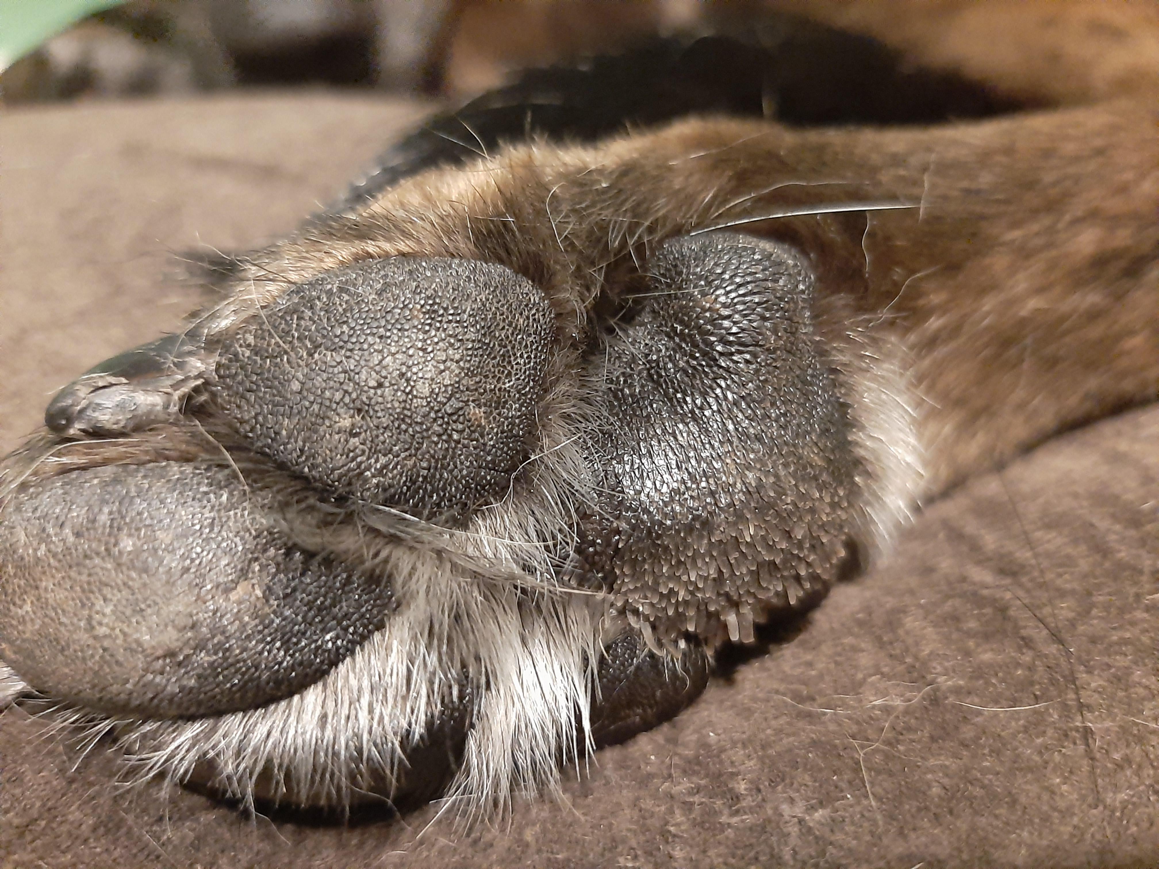 My dog looks like he has strange hair on his paws, anyone know what it