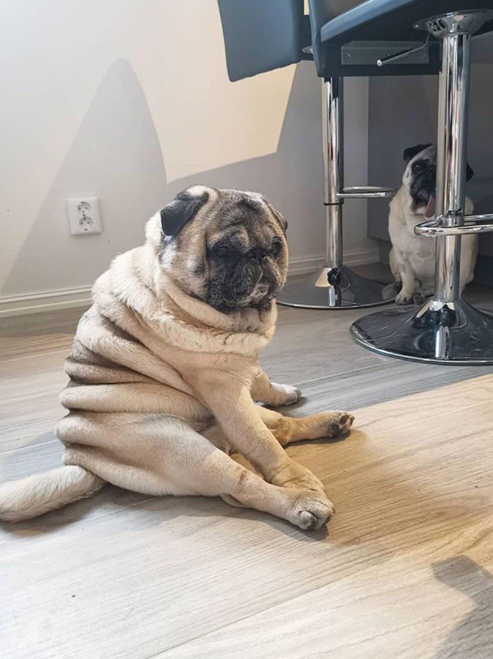 Pug roll of bread r/rarepuppers
