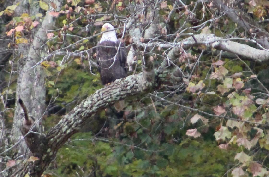 Seen this bald eagle today in Grayson County r/Kentucky