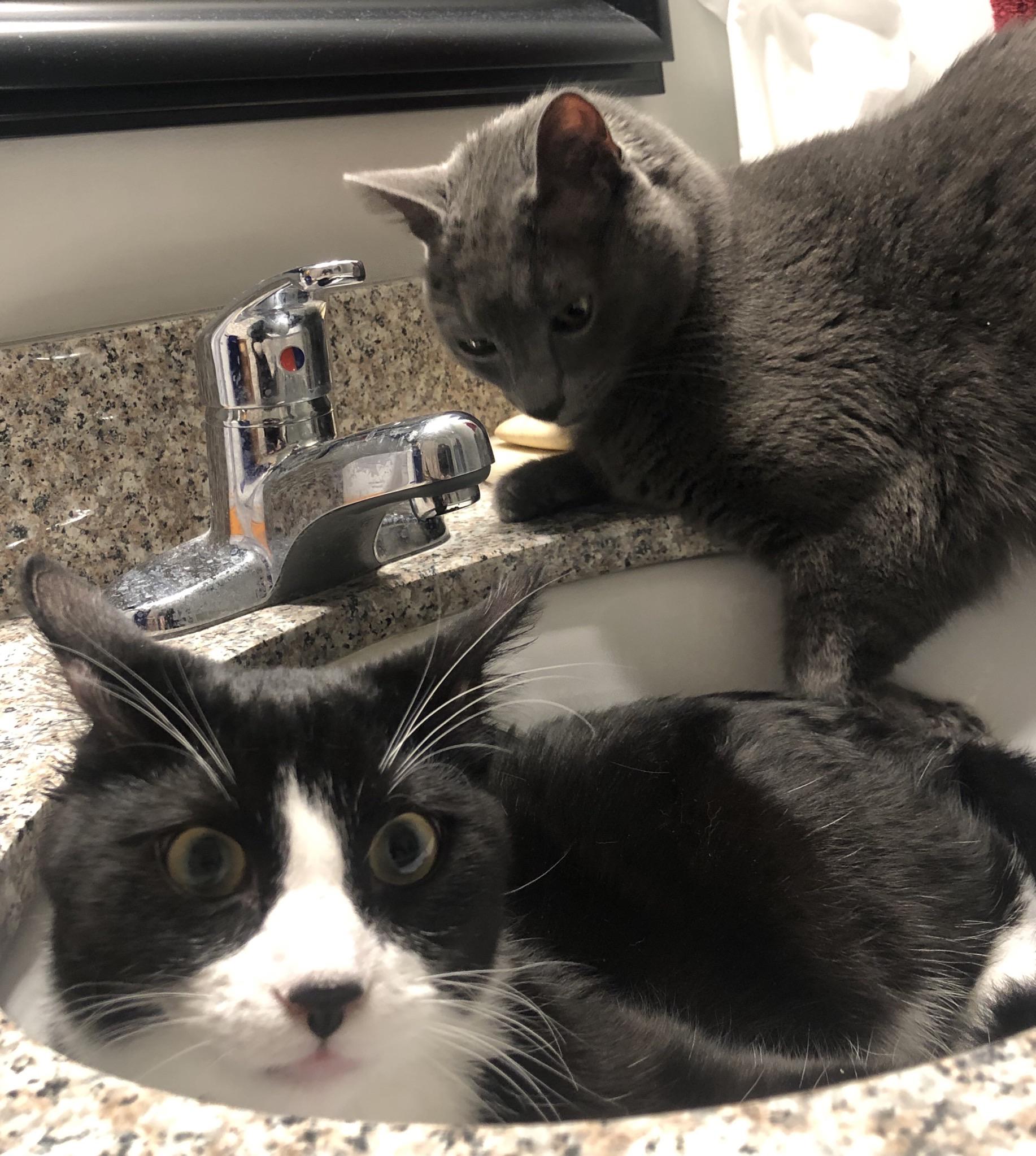 Collection 91+ Pictures Why Does My Cat Like His Bum Patted Superb