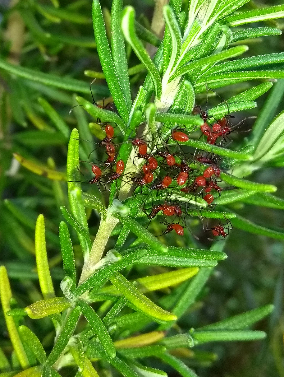A cluster of assassin bugs nymphs hanging out in my rosemary plant. r