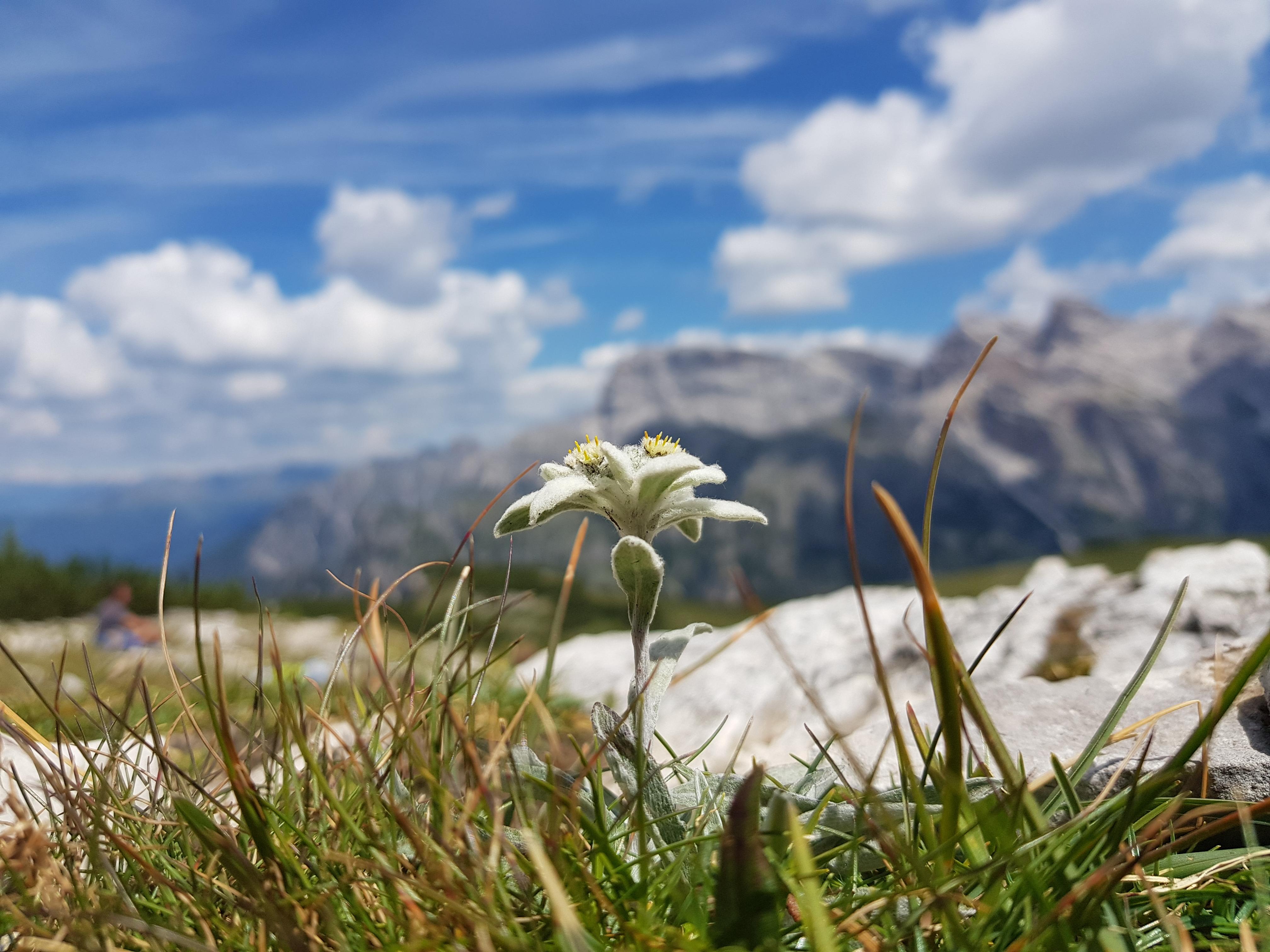 I found this rare flower, the Edelweiss, walking in the Dolomites