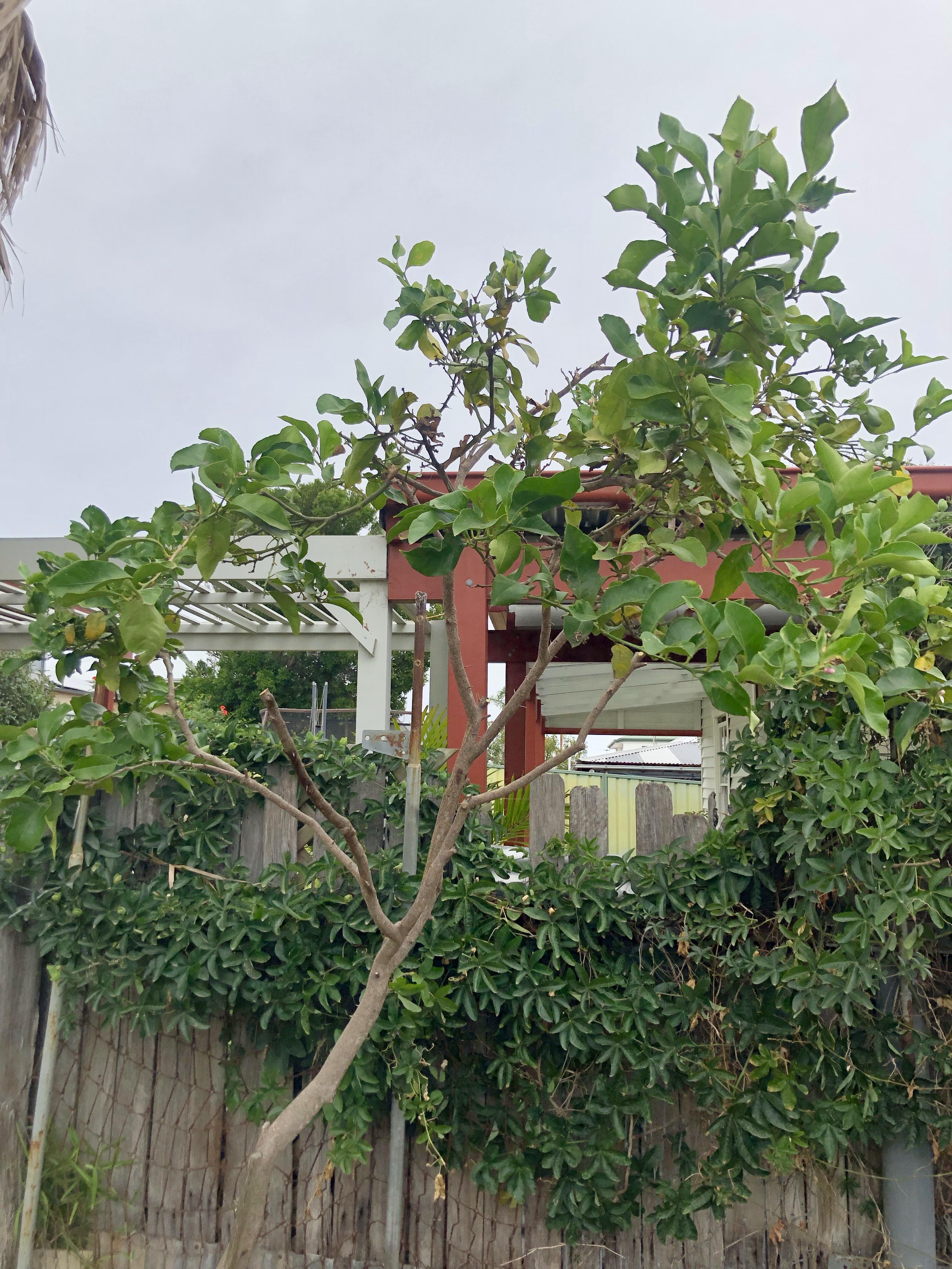 Lemon Tree Advice, info in comments r/BackyardOrchard