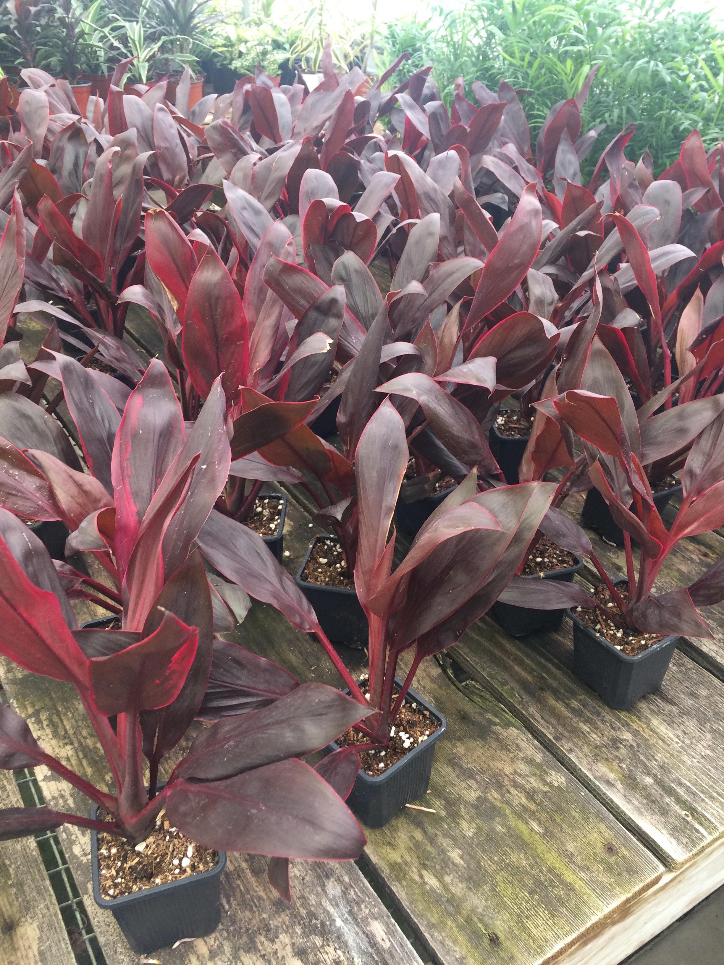 What is this burgundy plant? r/houseplants