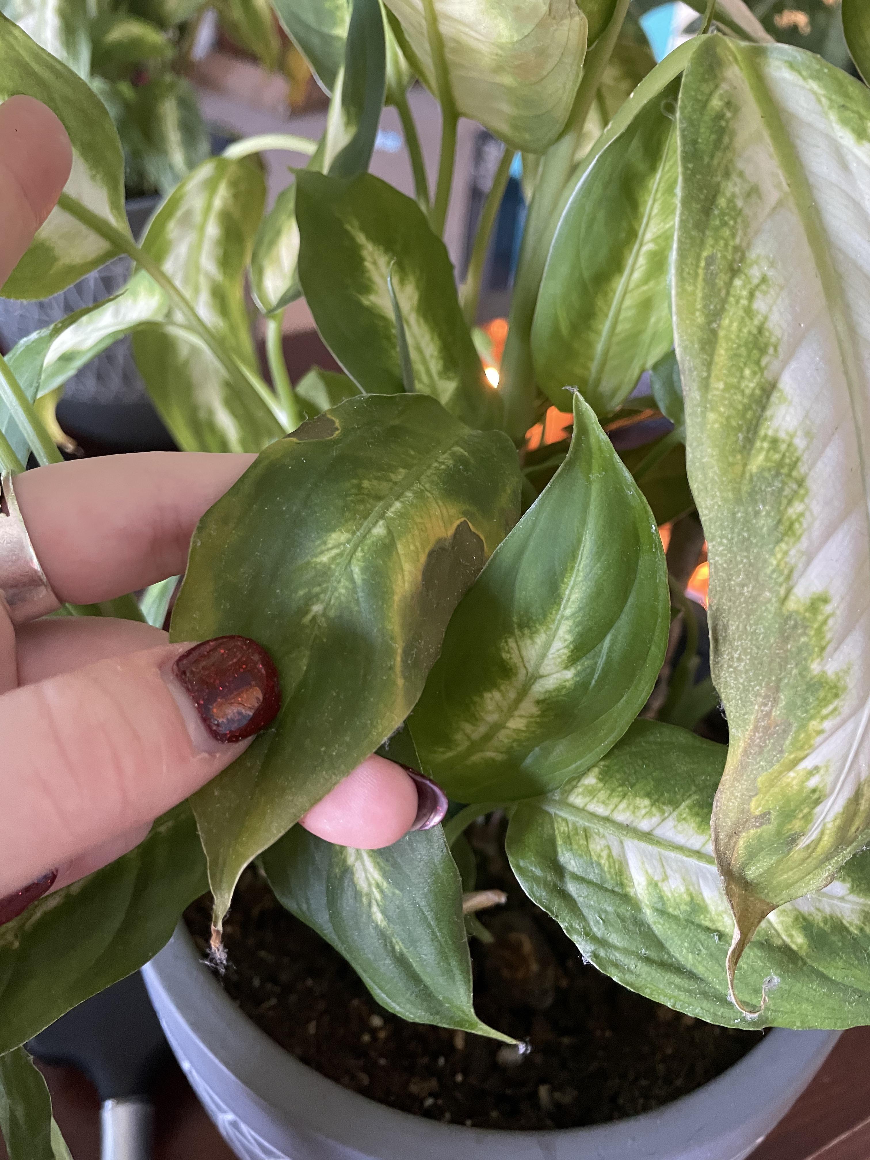 I hate this stupid dumb cane but I want him to live. I’ve had him 2