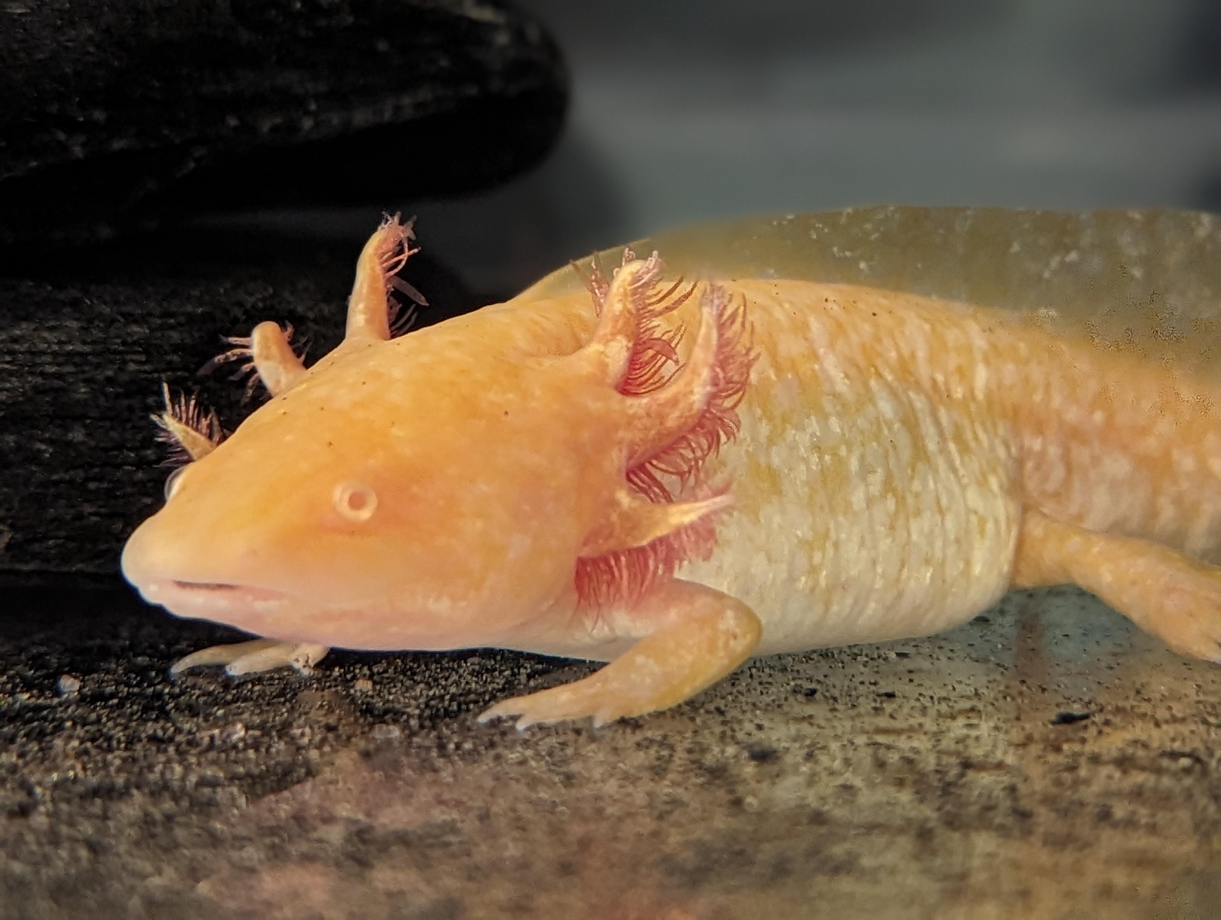 17 Fascinating Axolotl Colors A Complete Guide to Colors of Axolotls