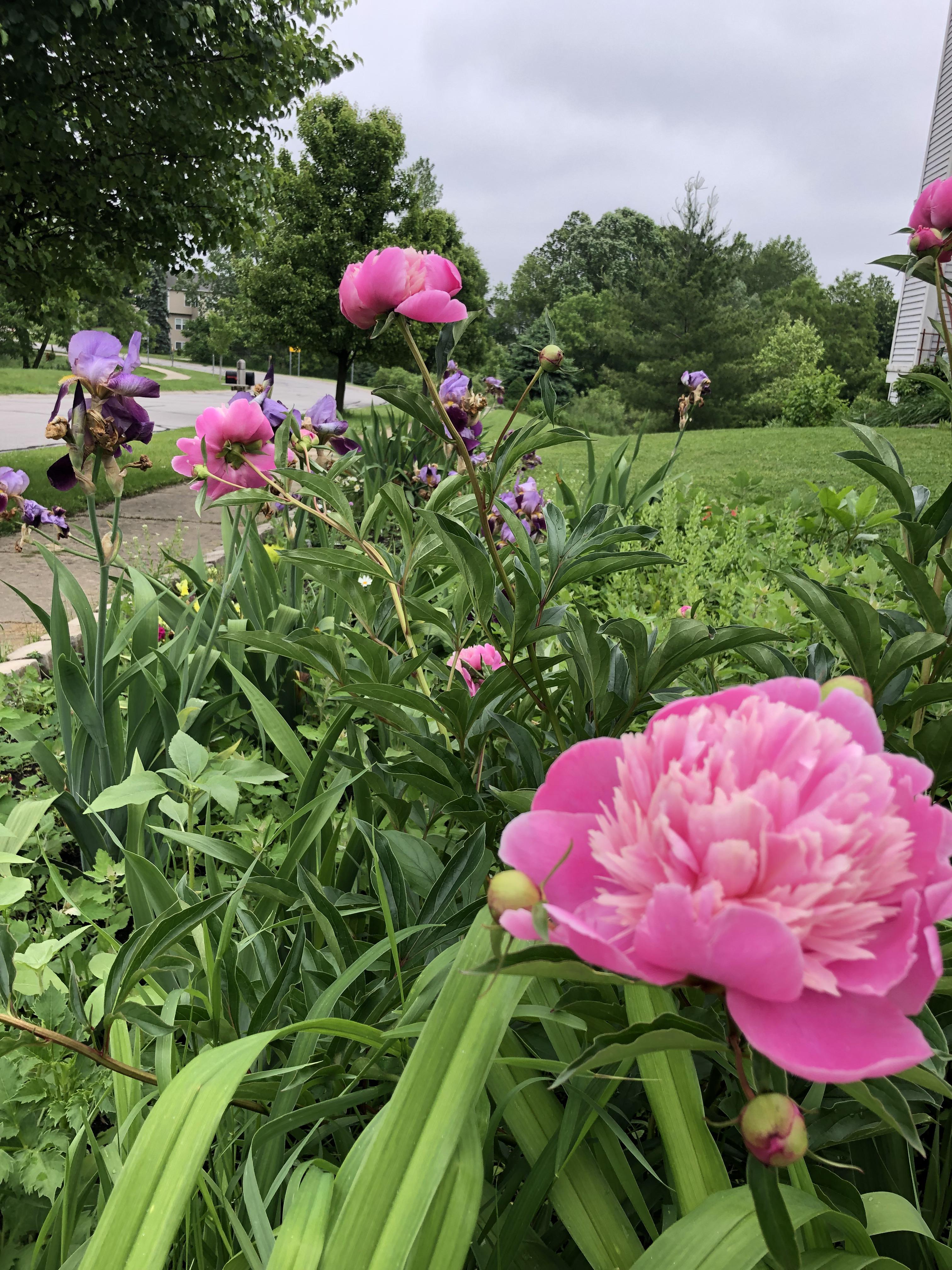 Peonies and Iris r/gardening