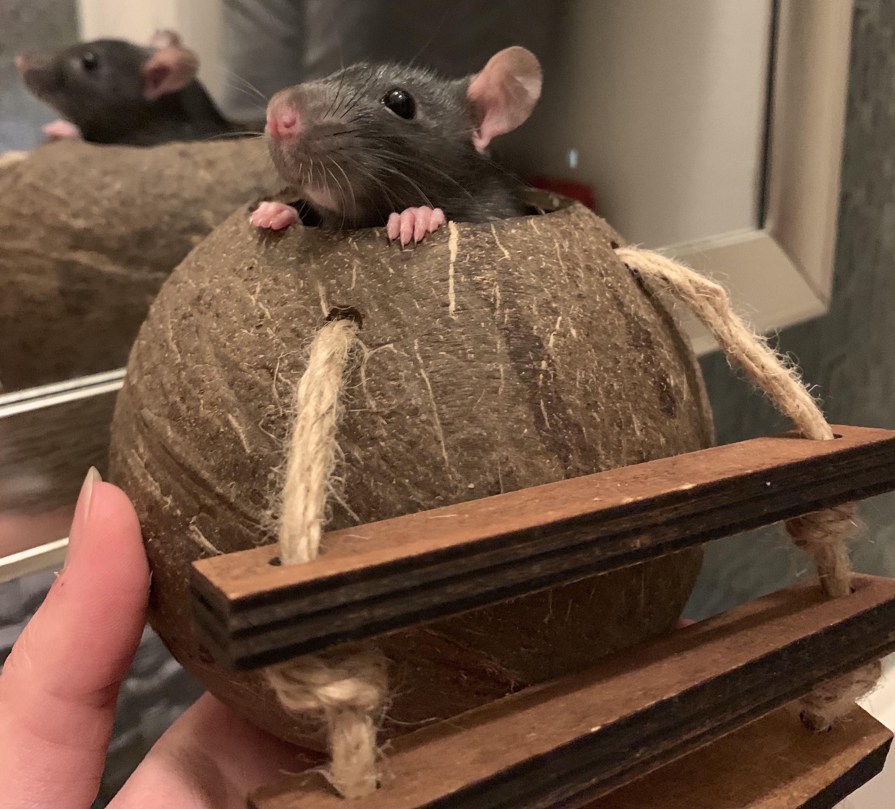 You put the rat in the coconut and then you drink them both up r/RATS