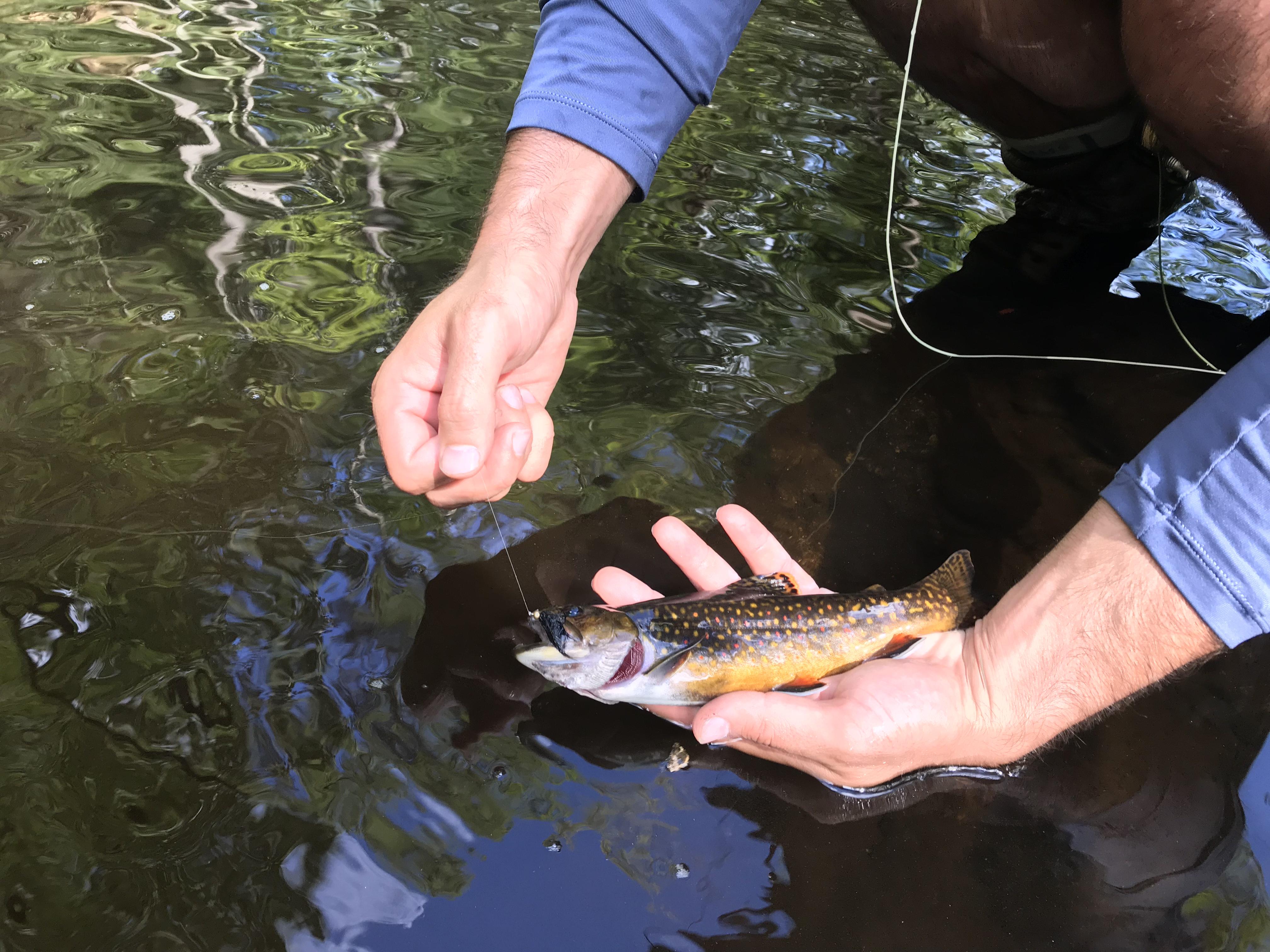 wild Massachusetts Brook Trout r/flyfishing