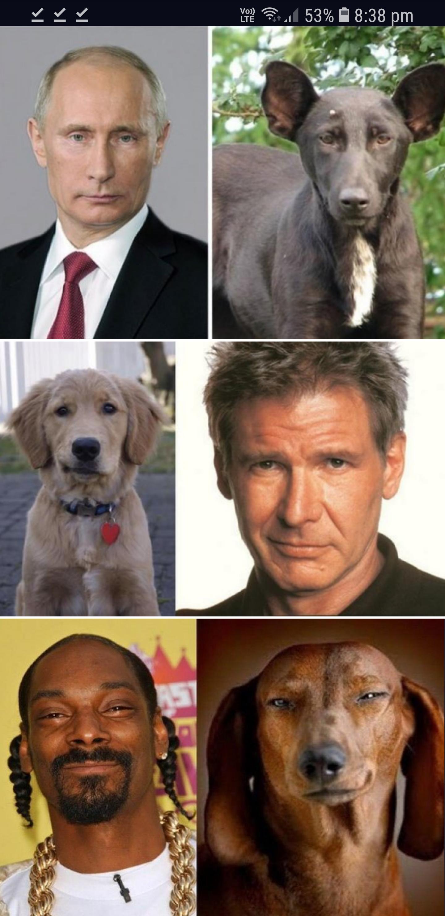 These dogs that look like famous people. r/Pareidolia