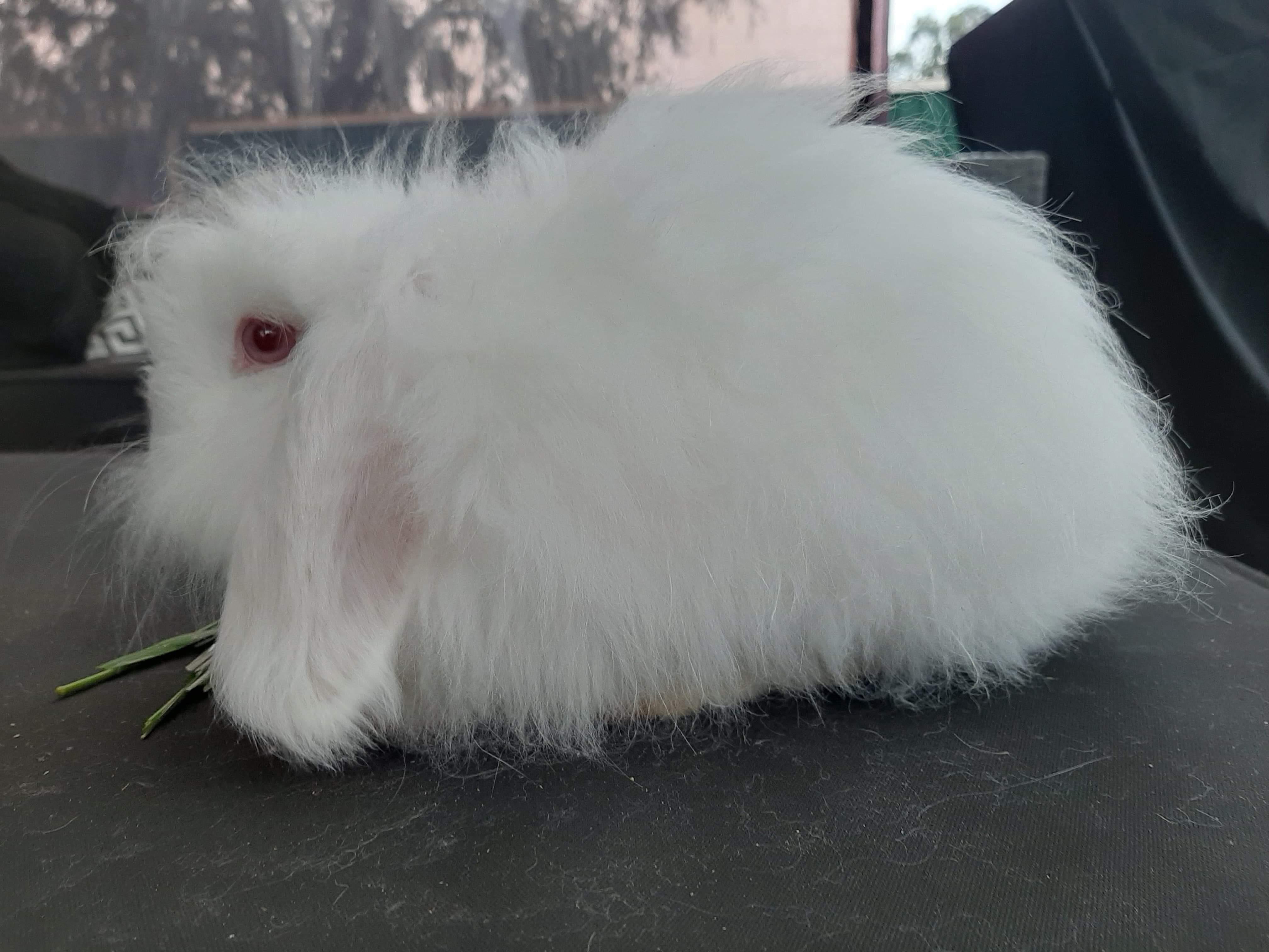 Names for this little girl? Shes a english angora x cashmere lop if your wondering why shes