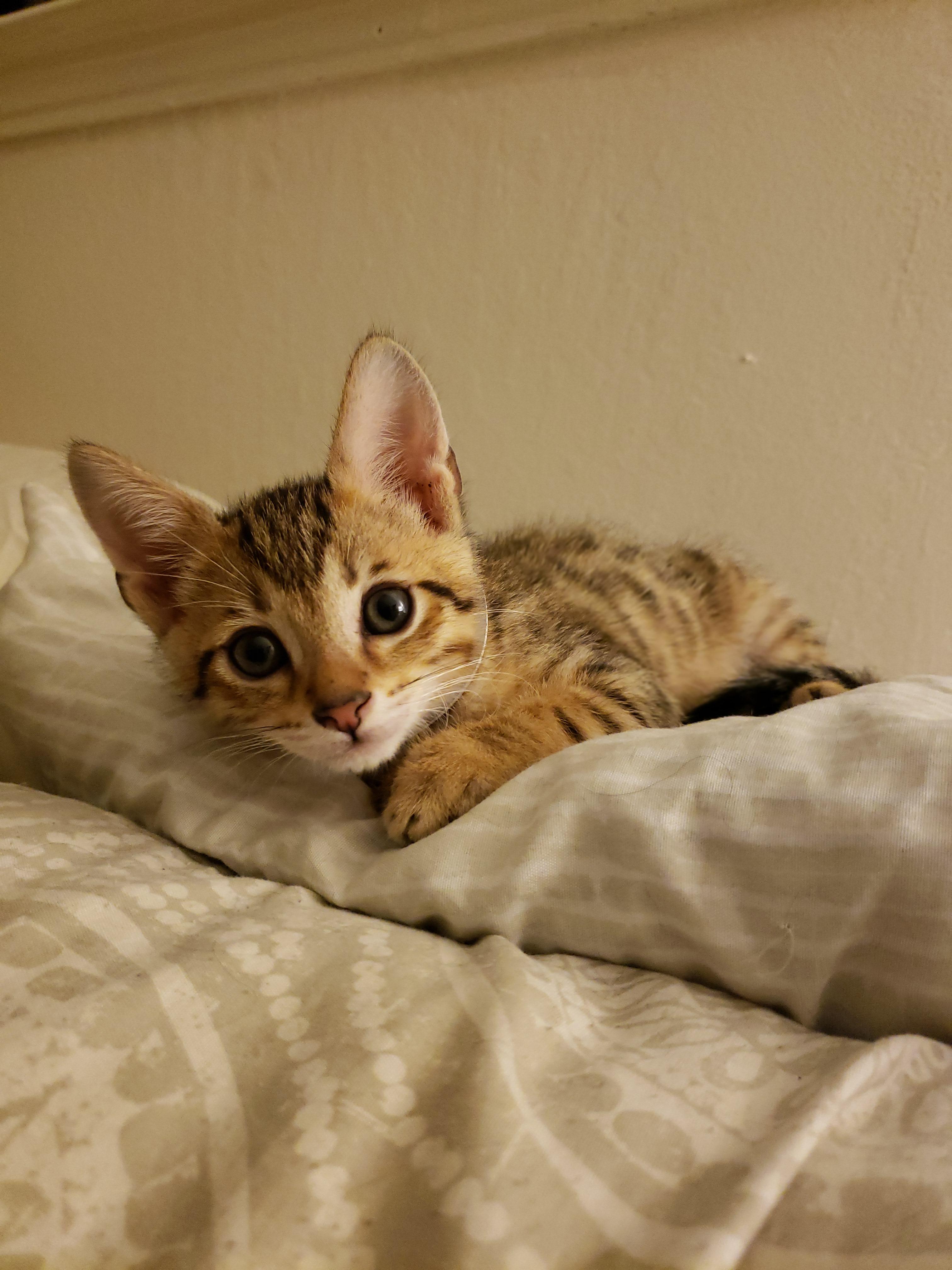 New baby Archer, I've never had a Bengal before 💜