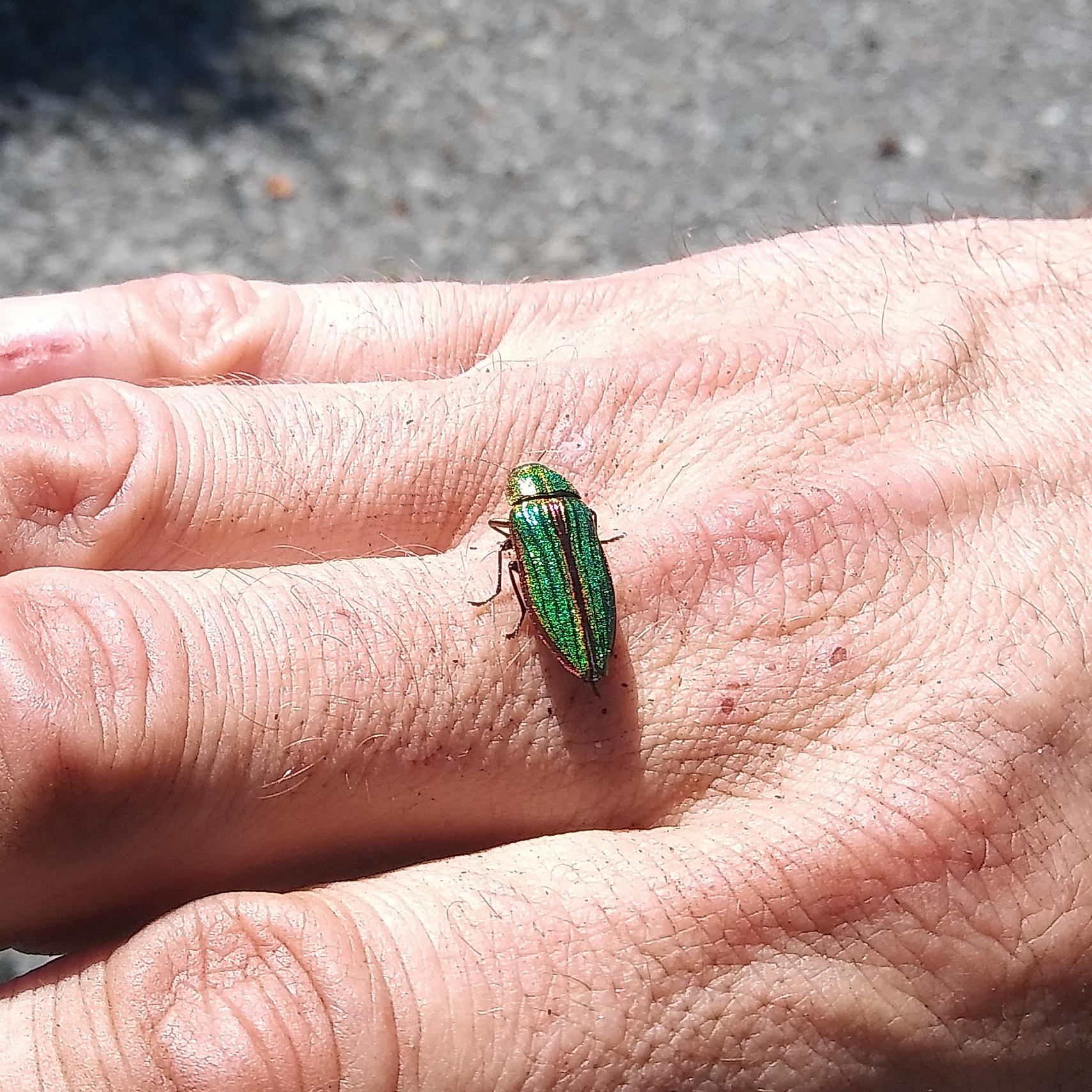 Shiny green beetle found in La Conner, WA r/whatsthisbug