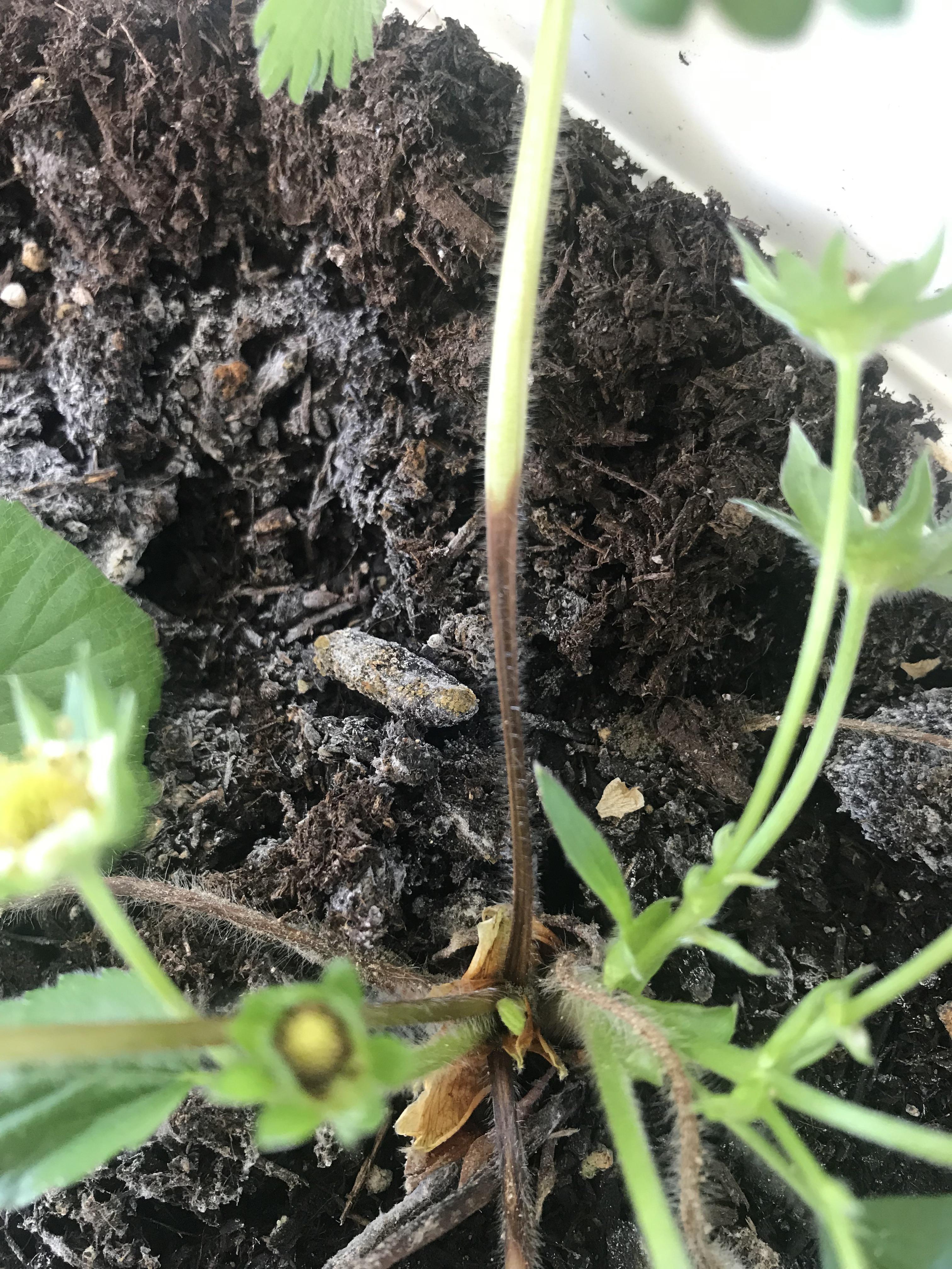 Strawberry leaf stems turning brown, healthy leaves falling over and