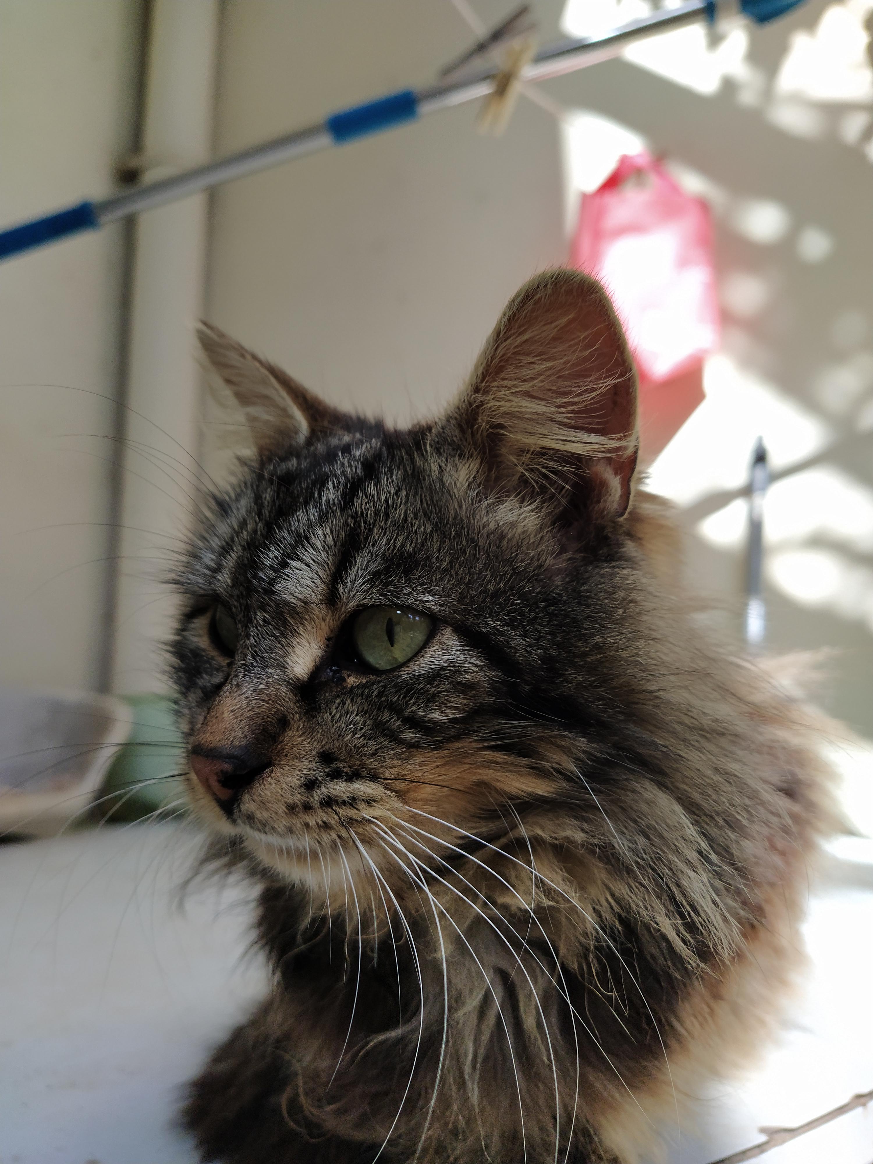 Quietest little cat in the garden... r/cats