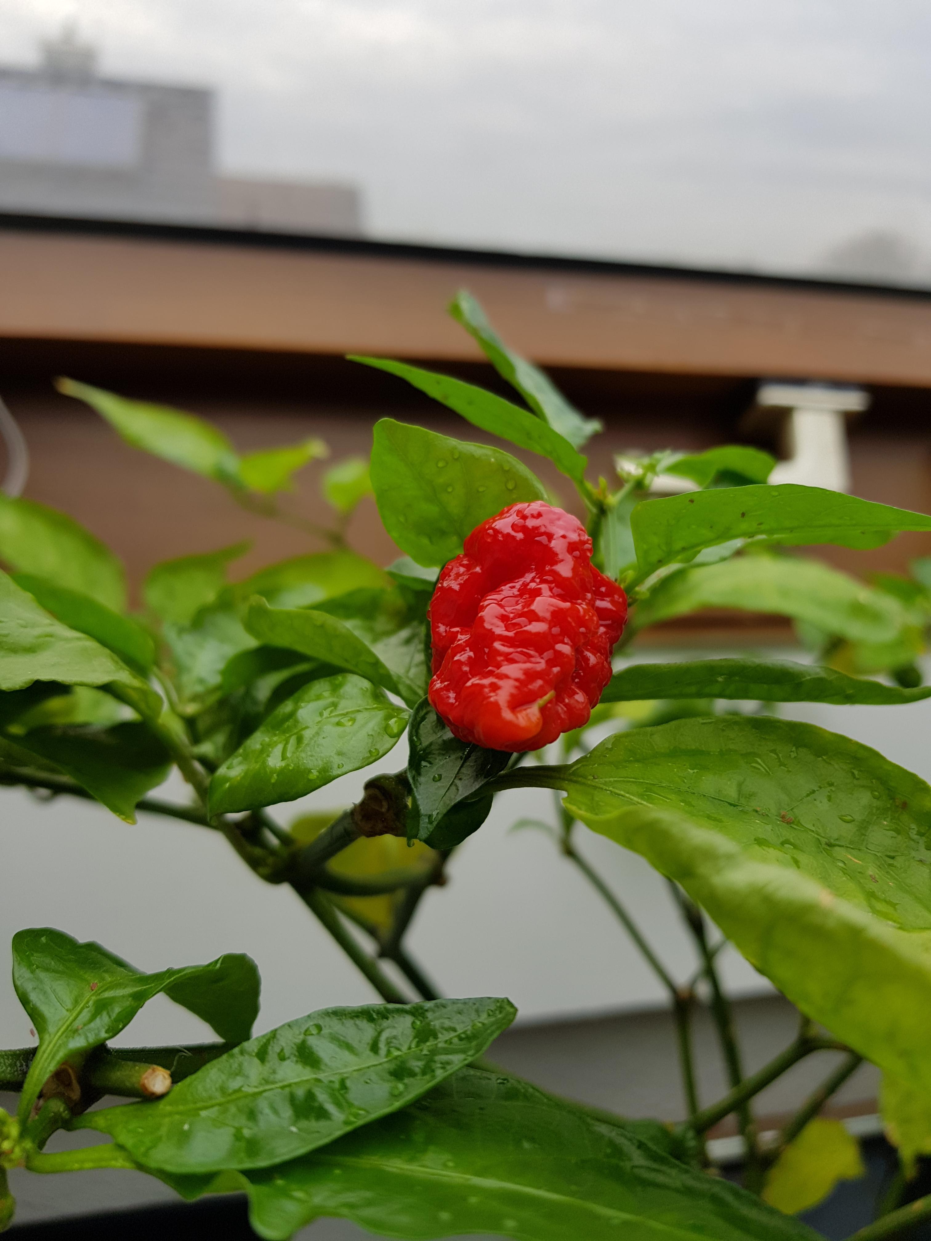 First carolina reaper of the year. As a german chili grower (indoor