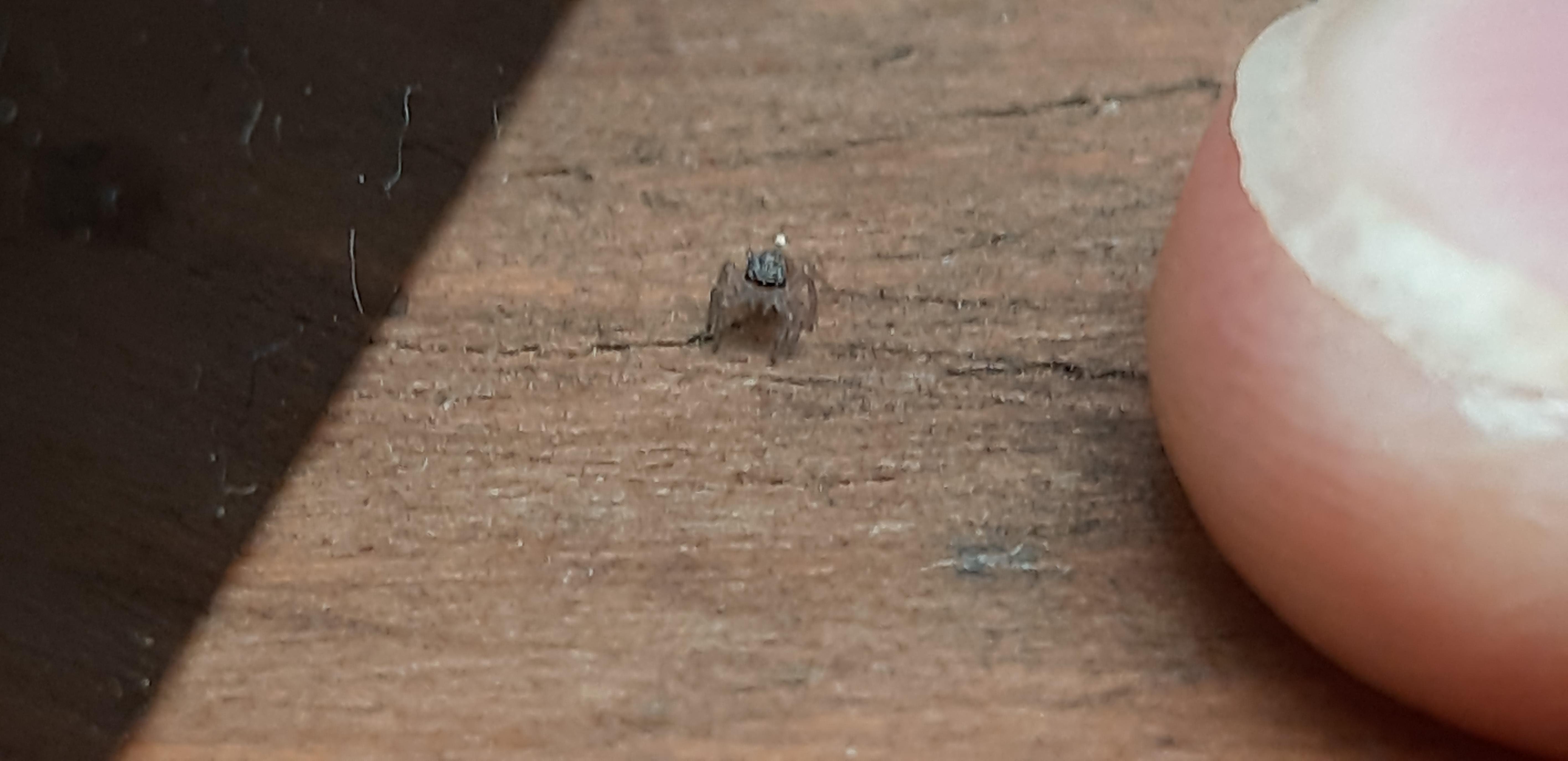 This tiny itty bitty spider, finger for scale, note i am