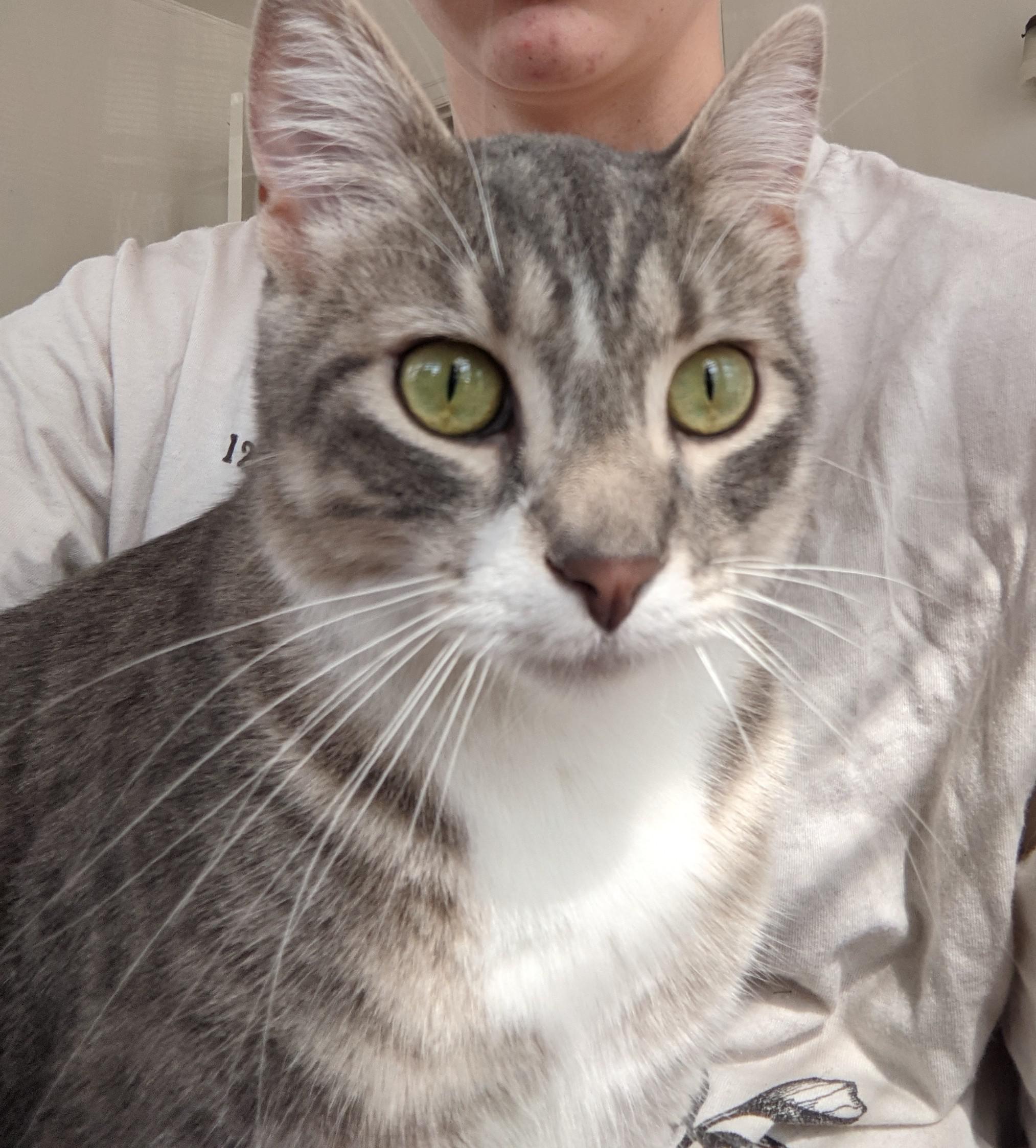 Car show at one of America’s most important early malls, Southdale Center in Edina (Minneapolis