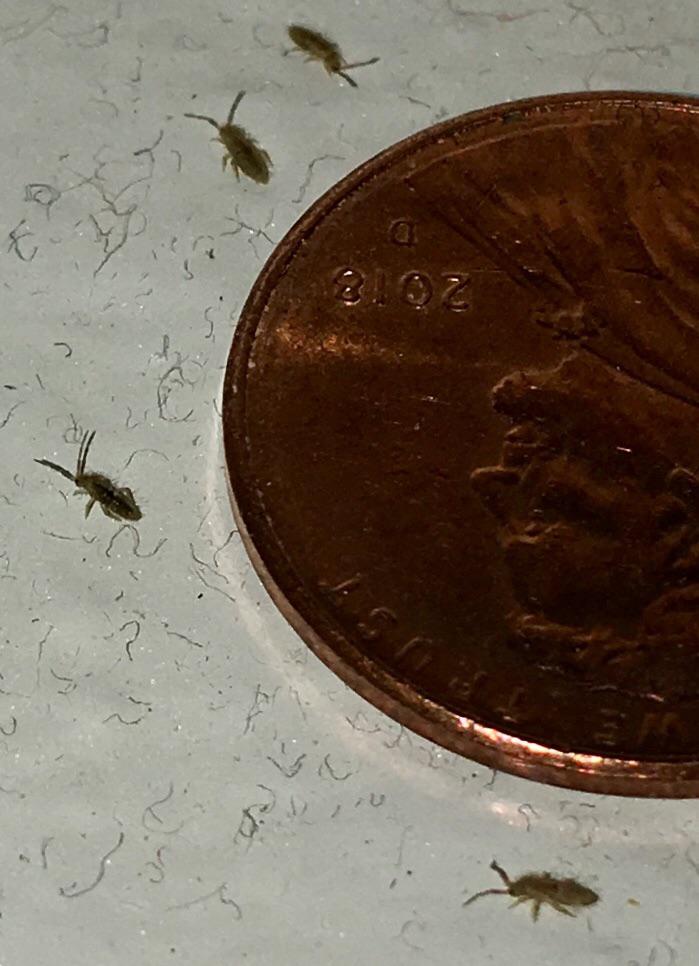 Yikes!! What are these bugs?! They just all of a sudden were there. In