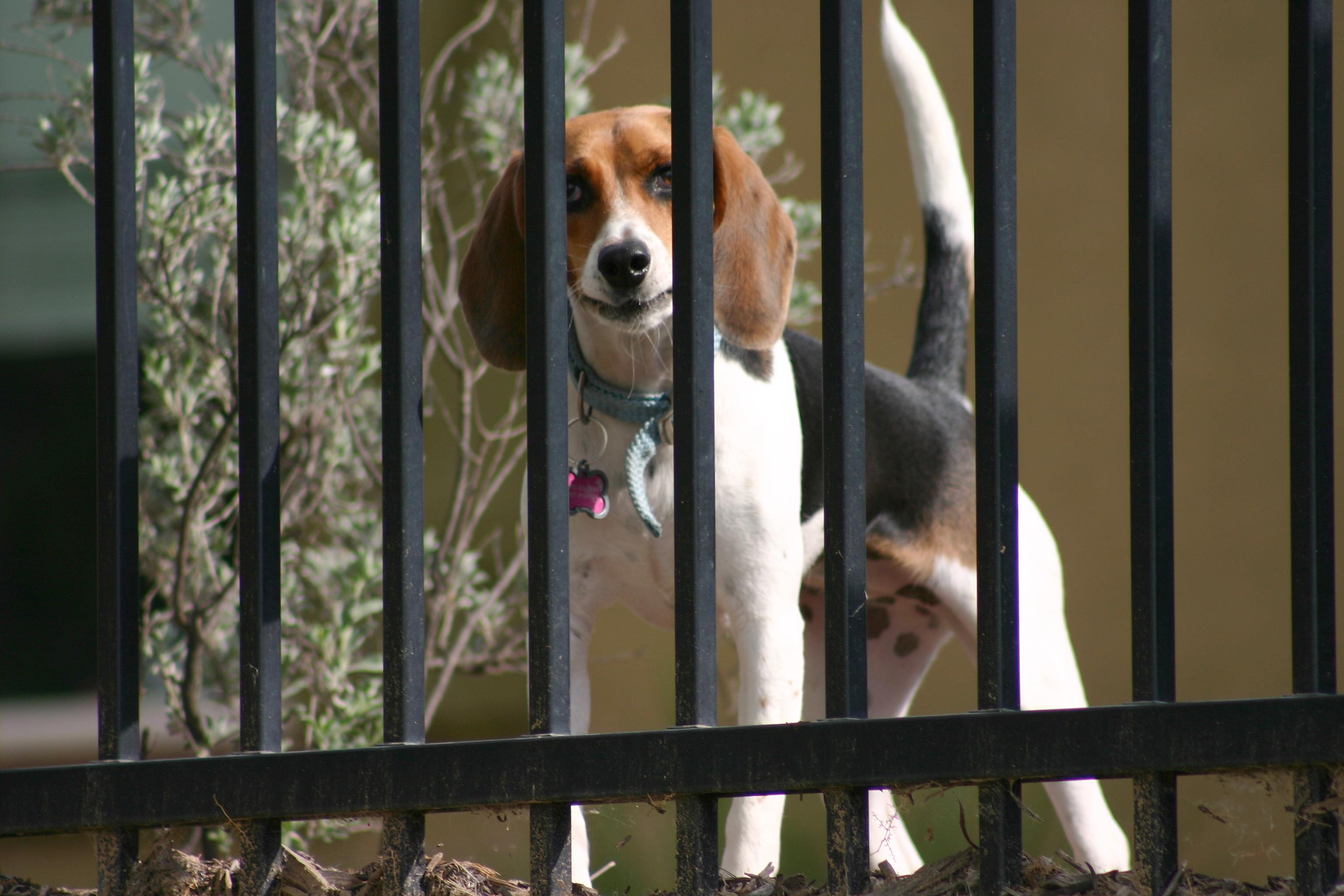 Adorable Beagle Behind Bars r/beagle