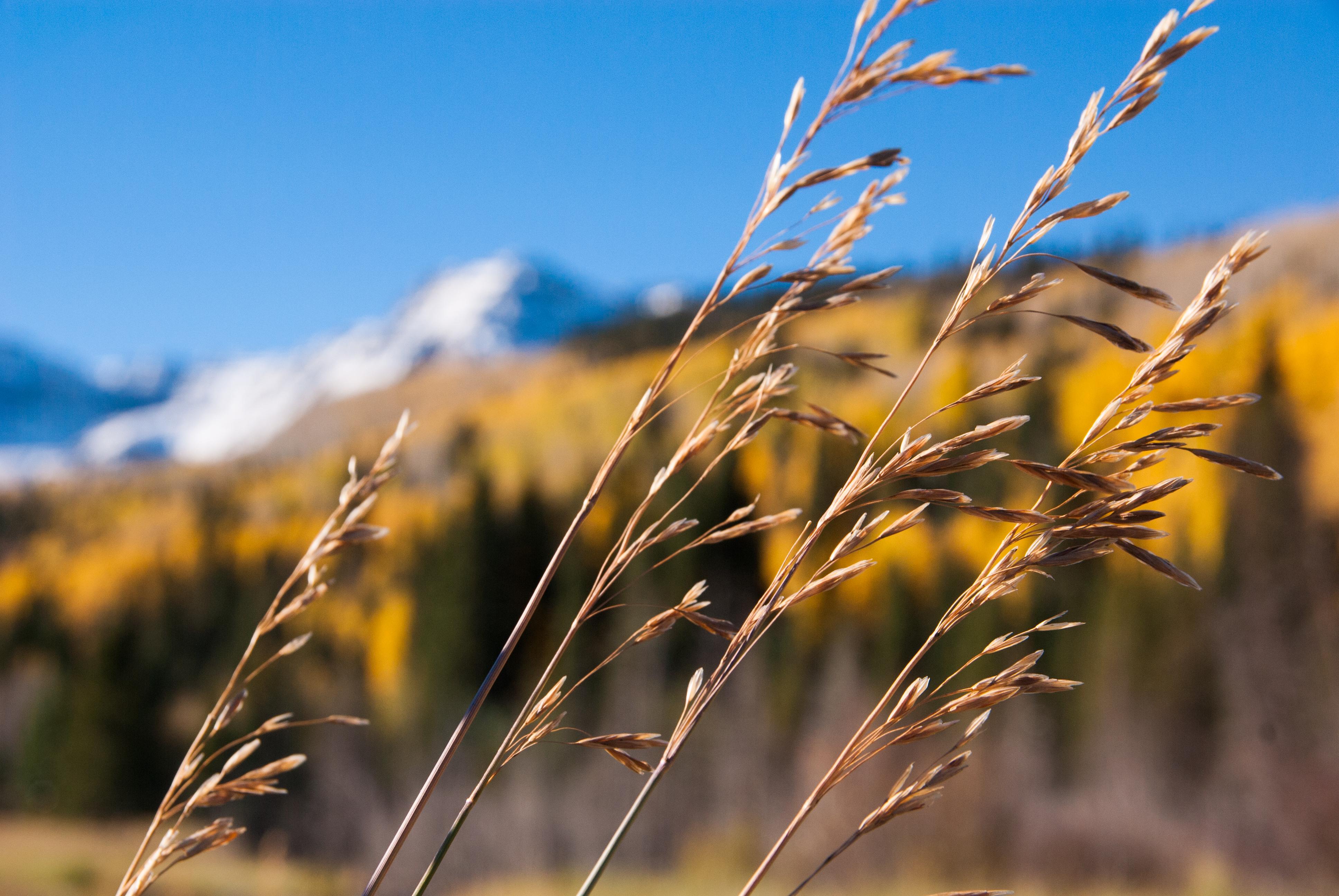 Rocky Mountain Grasses. Southwest Colorado [OC] 3872 x 2592 r/EarthPorn