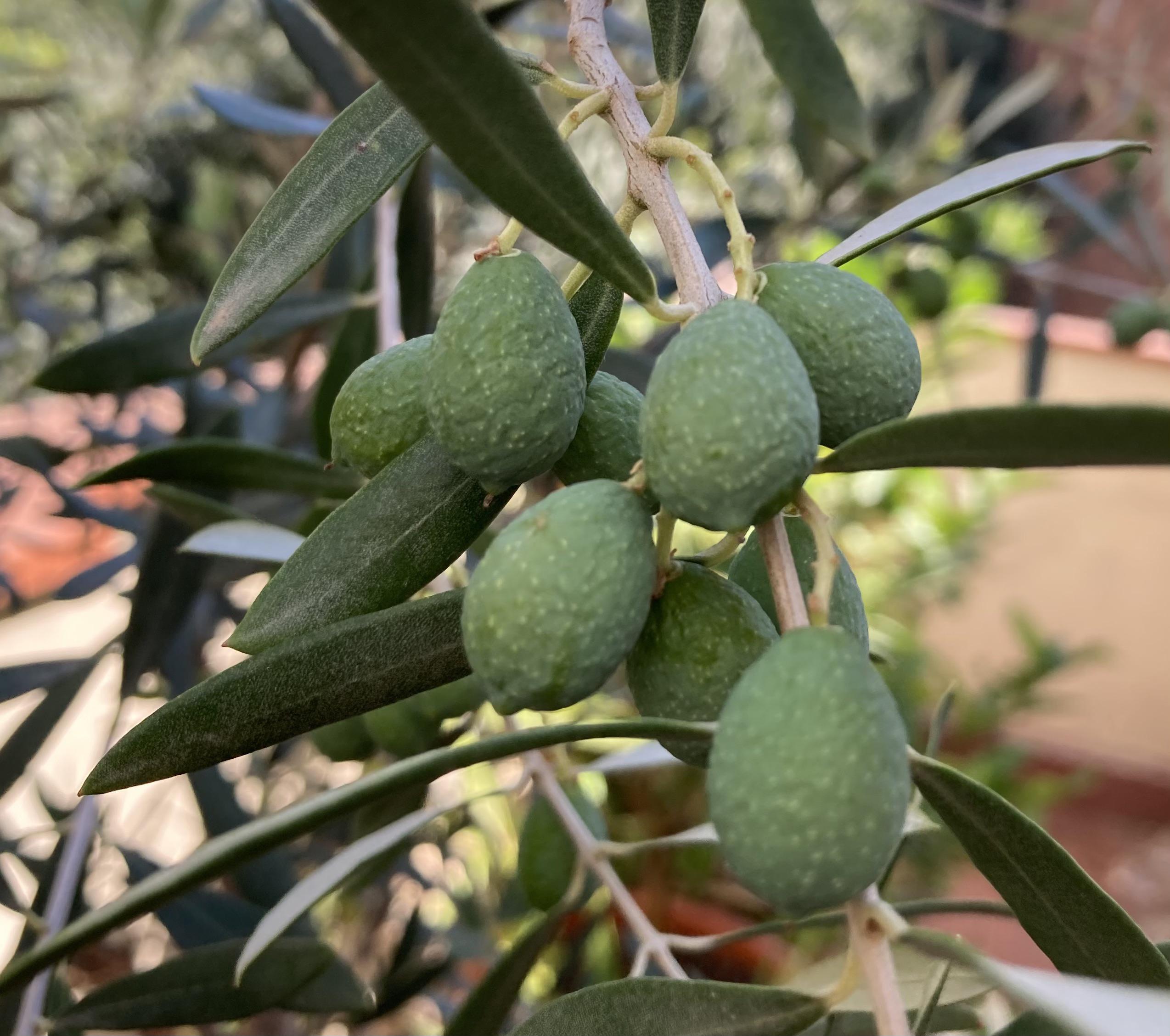 Is this normal? Olives suddenly got wrinkly and bumpy! r/gardening